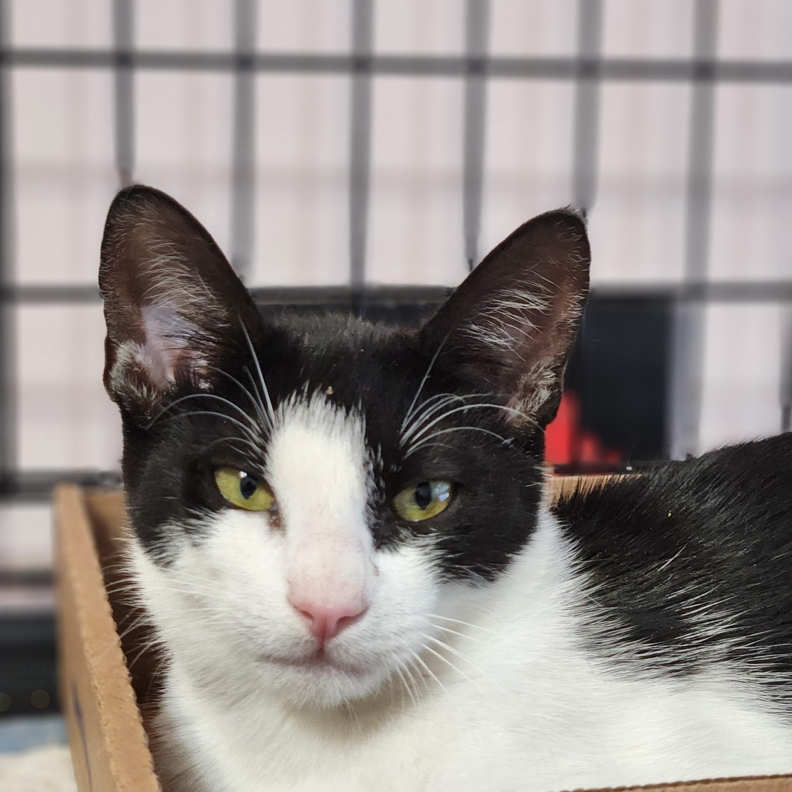 Bobbie, Adoptable, Young Male Domestic Short Hair.