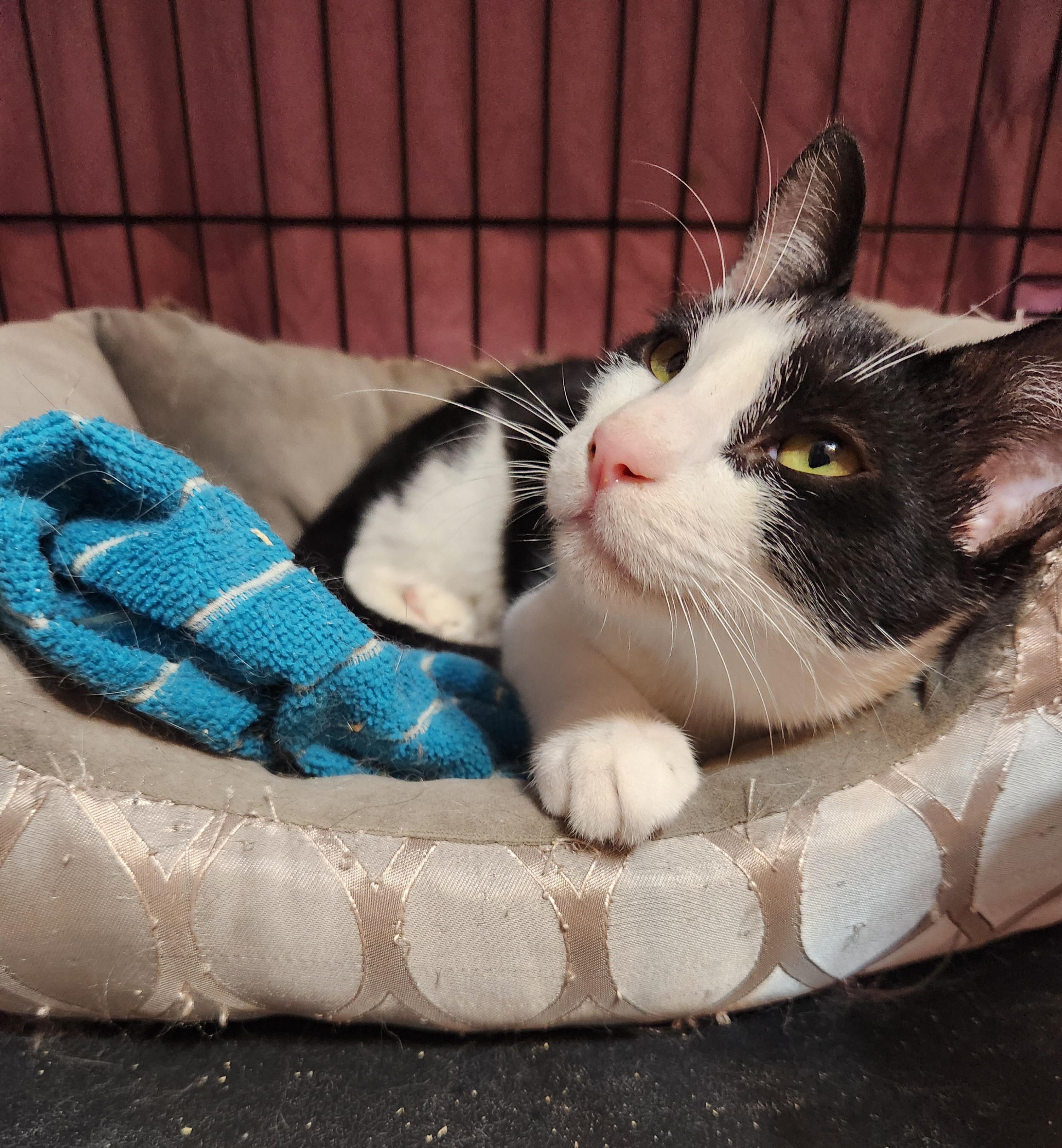Enlarge Bobbie, a Adoptable Domestic Short Hair in Sudbury, MA image 2/2