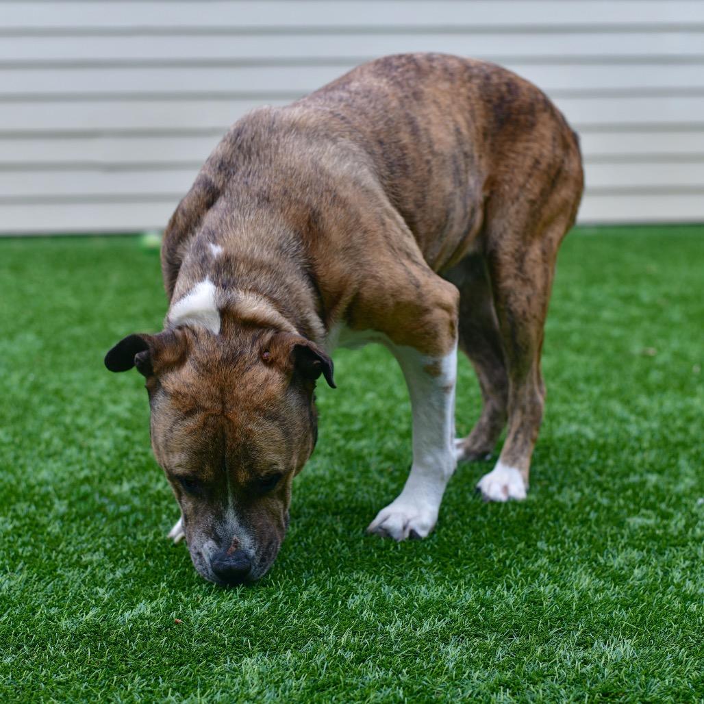 Enlarge Tigress, a Adoptable mixed breed in Ottawa, KS image 1/2