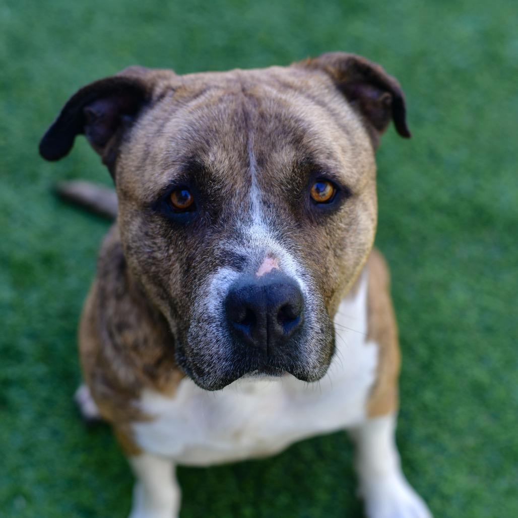 Enlarge Tigress, a Adoptable mixed breed in Ottawa, KS image 2/2