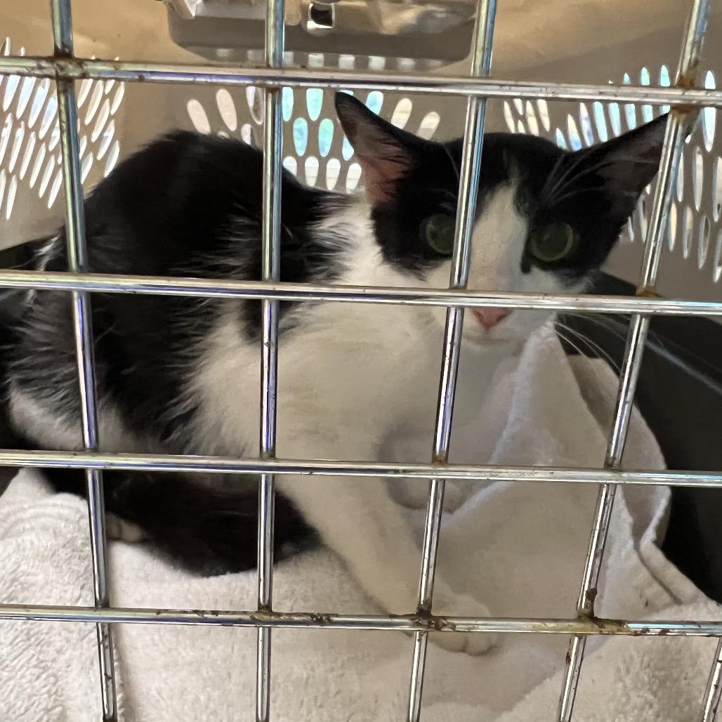 Mama Scrunchie, Adoptable, Adult Female Domestic Short Hair.