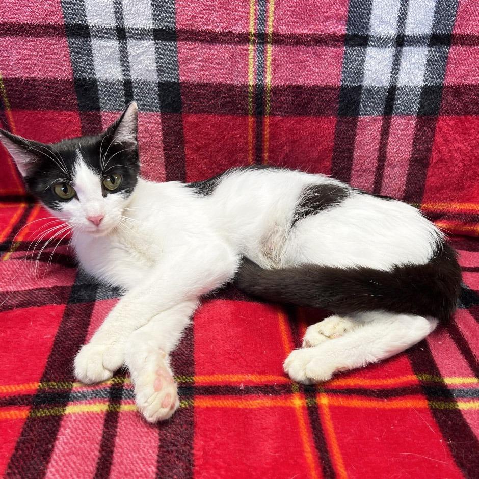 Enlarge Mama Scrunchie, a Adoptable Domestic Short Hair in Mount Juliet, TN image 2/2