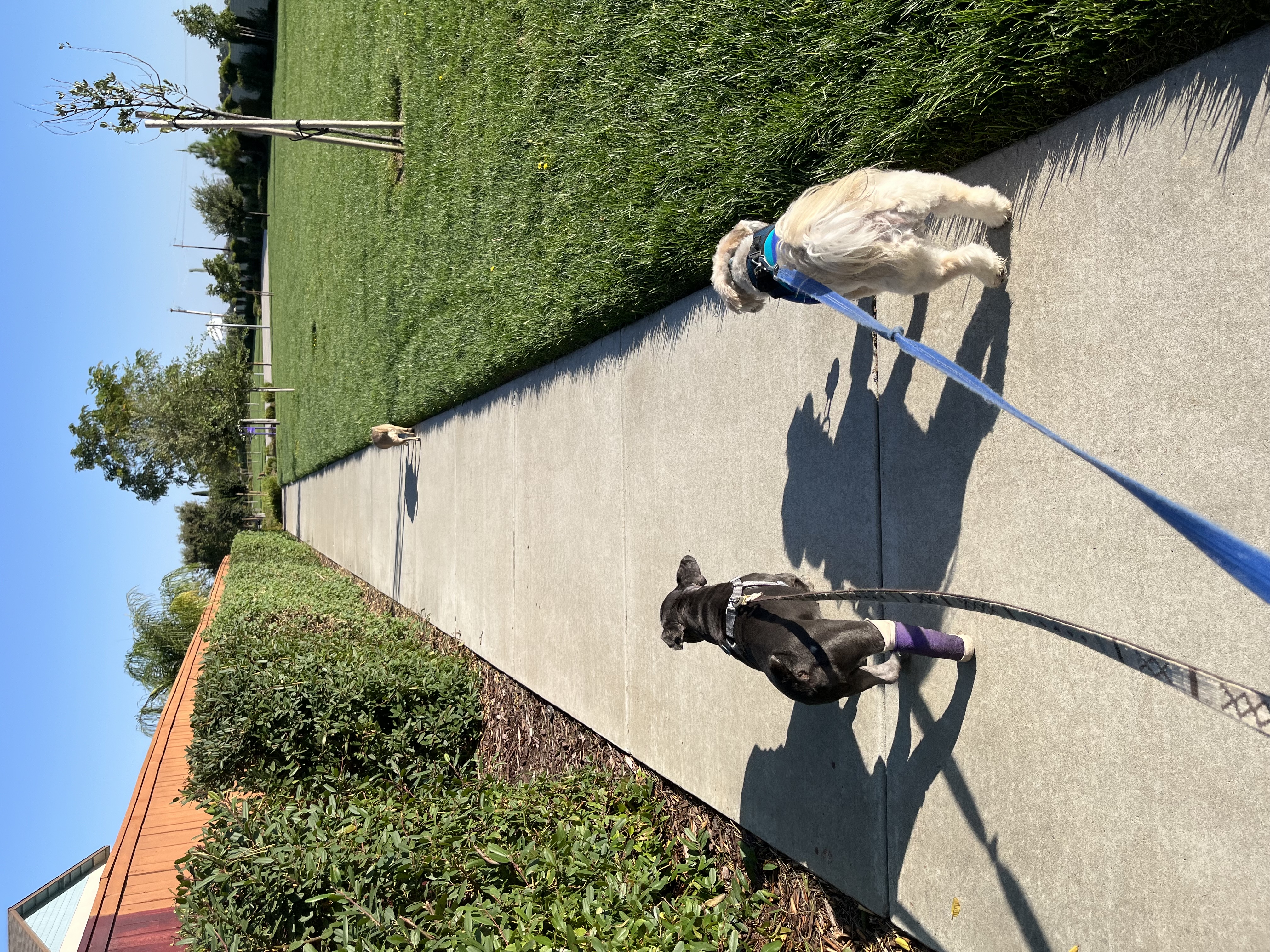 Leonard, a Adoptable mixed breed in Sacramento, CA image 4/4