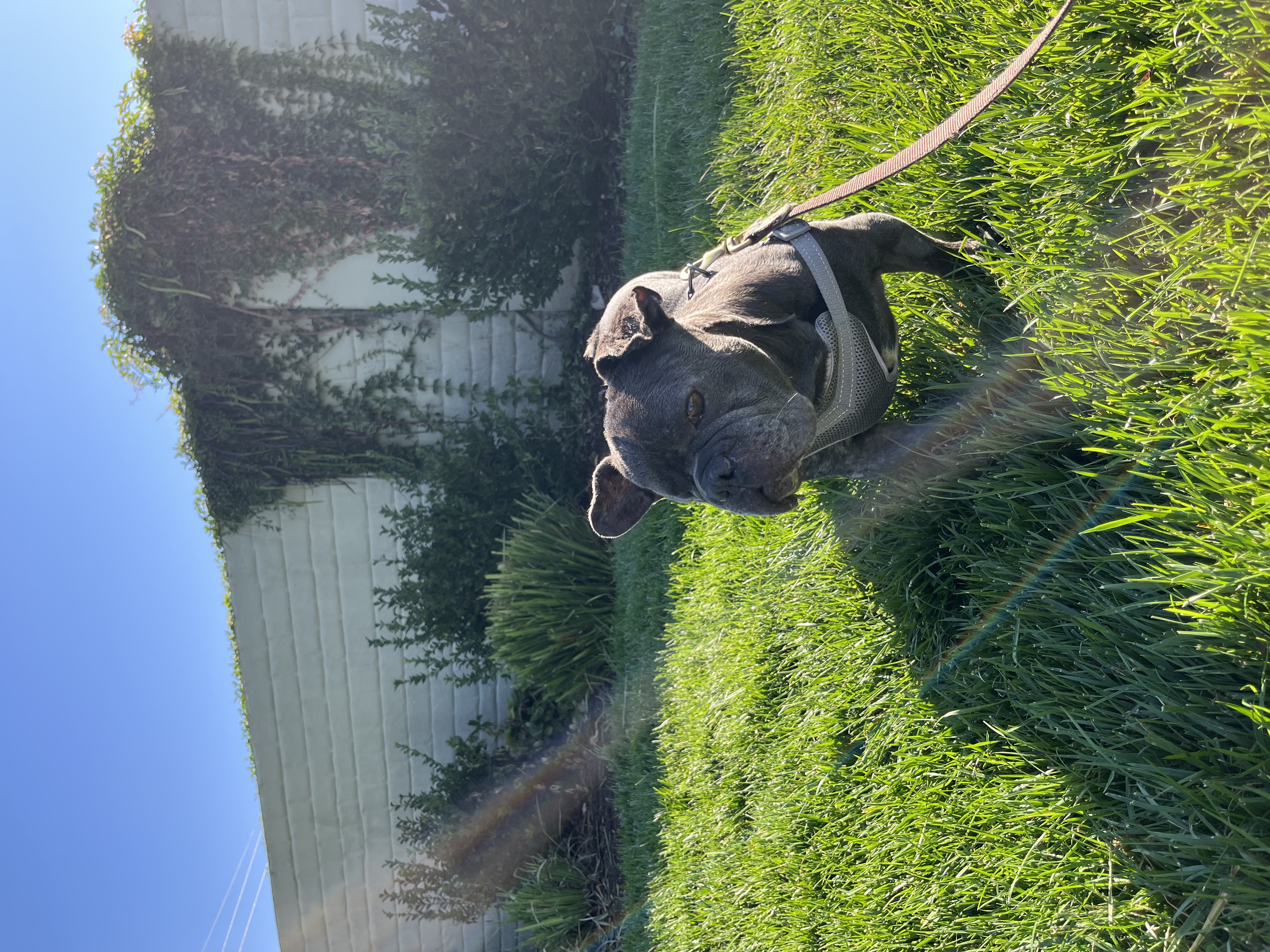 Leonard, a Adoptable mixed breed in Sacramento, CA image 3/4