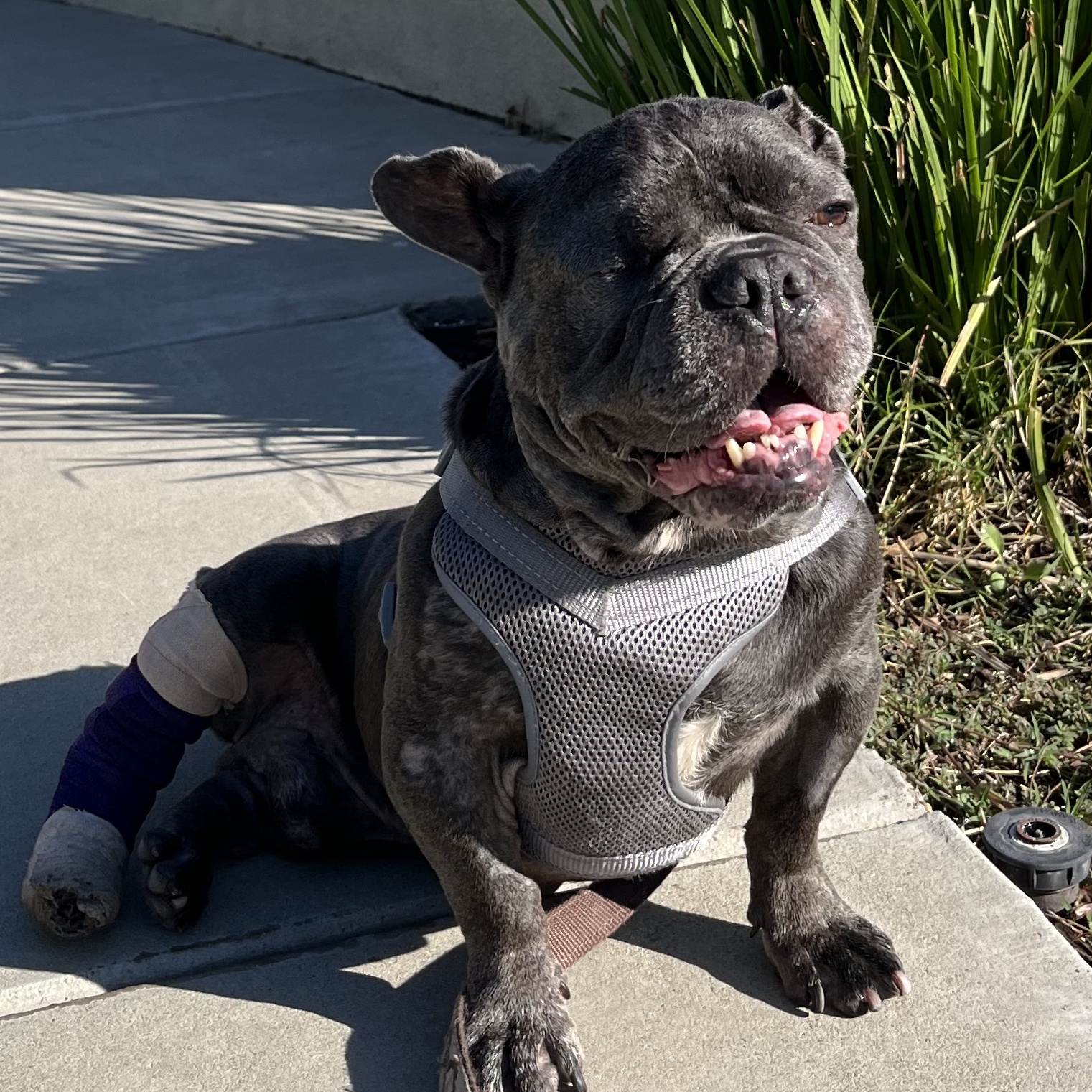 Leonard, a Adoptable mixed breed in Sacramento, CA image 1/4