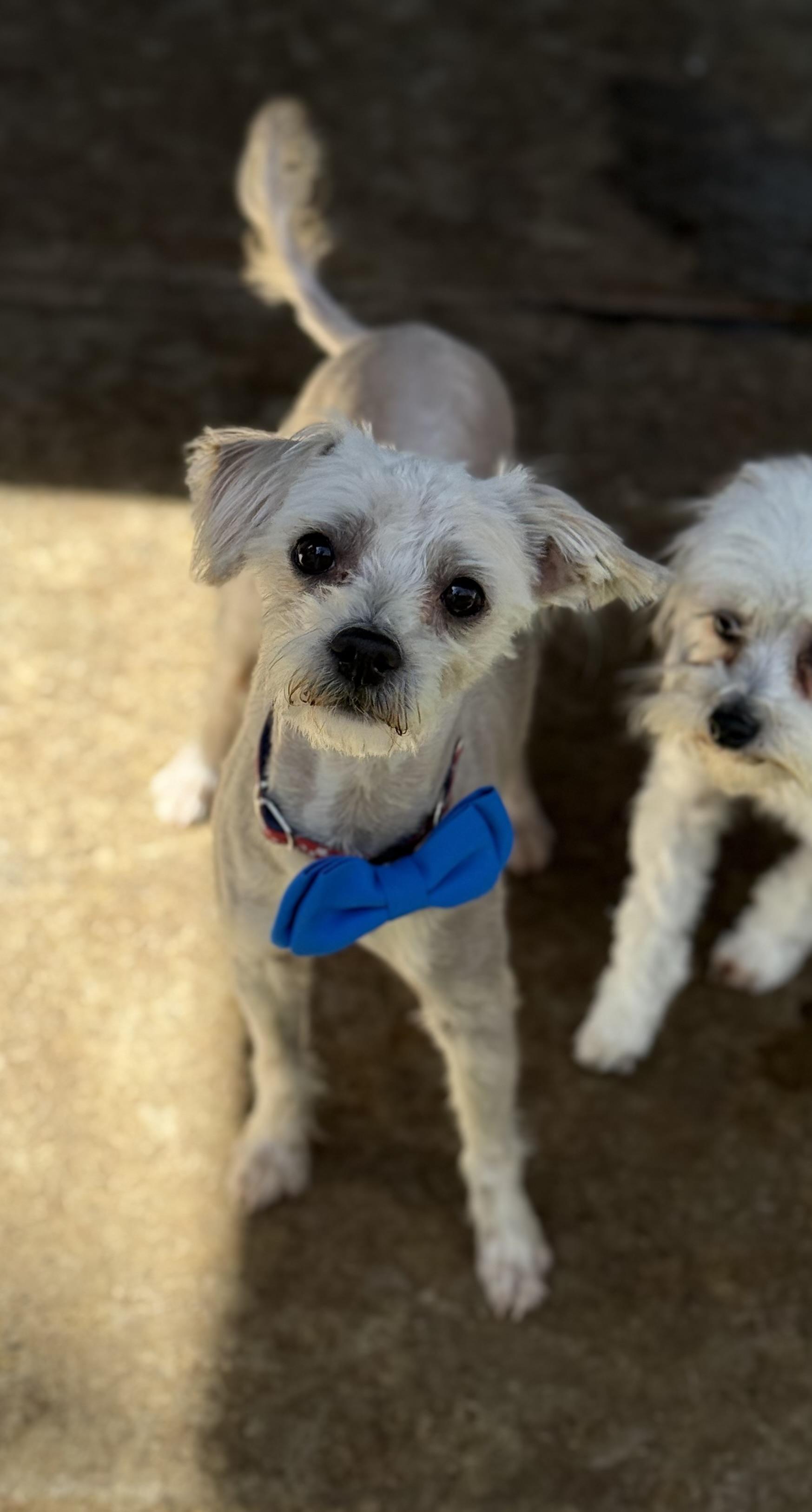 Enlarge Keith, an adopted mixed breed in Phoenix, AZ image 2/3