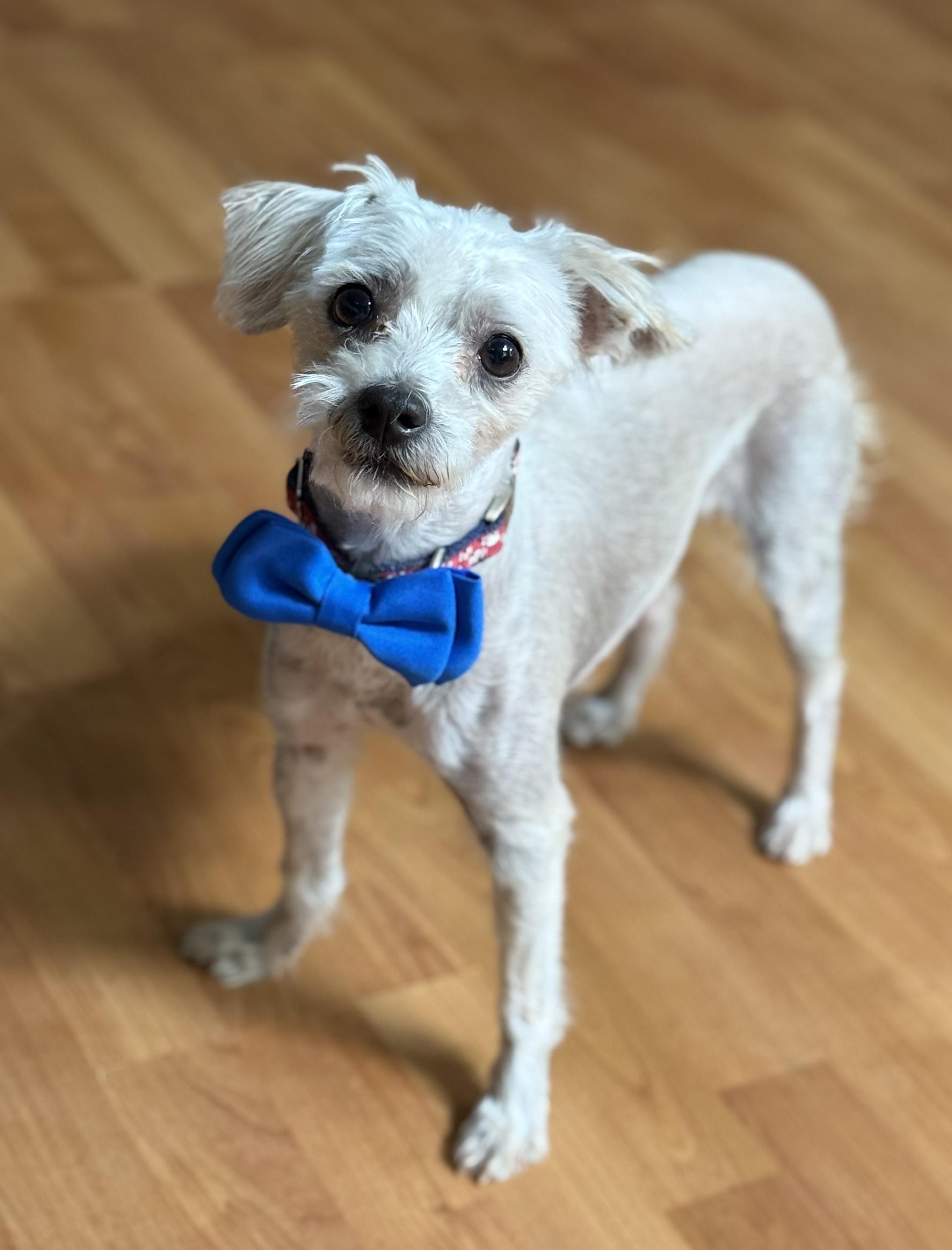 Enlarge Keith, an adopted mixed breed in Phoenix, AZ image 3/3