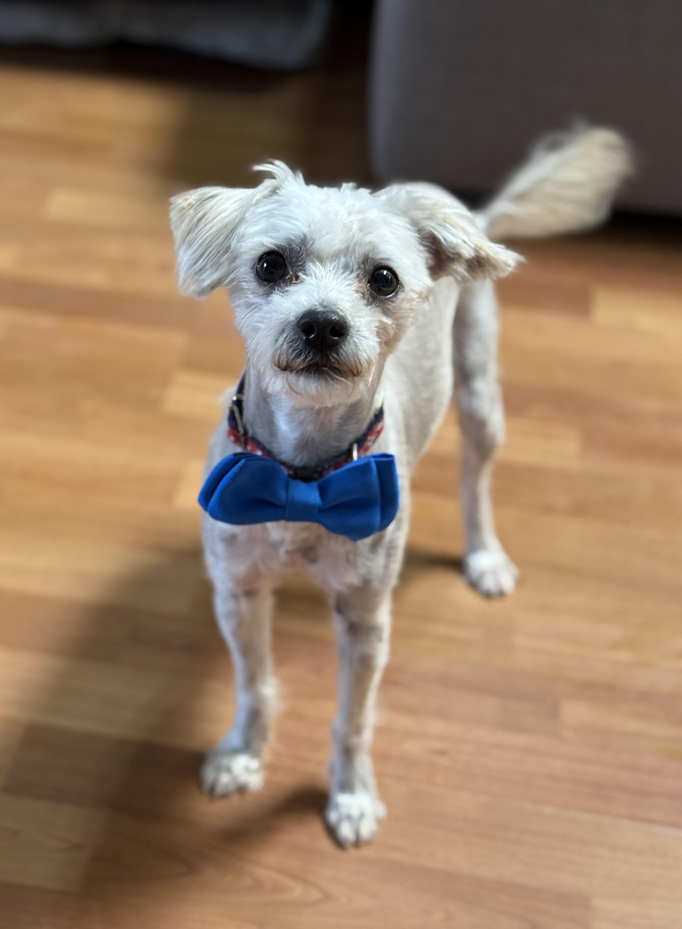 Enlarge Keith, an adopted mixed breed in Phoenix, AZ image 1/3