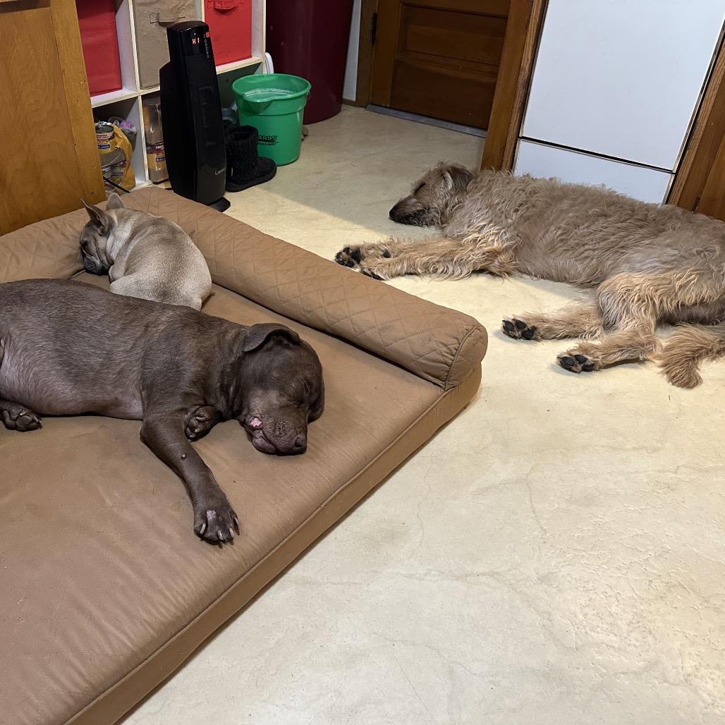 Rocco, Adoptable, Adult Male Standard Poodle & Mountain Cur.