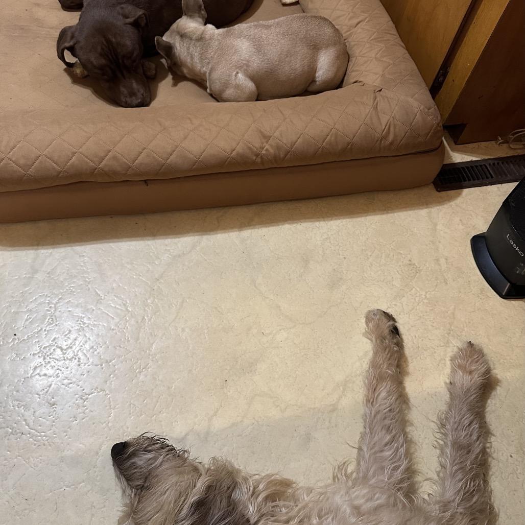 Enlarge Rocco, a Adoptable mixed breed in Galesburg, IL image 2/5