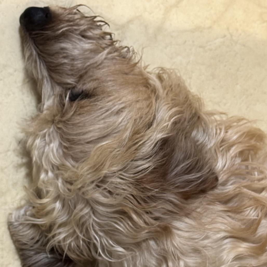 Enlarge Rocco, a Adoptable mixed breed in Galesburg, IL image 3/5