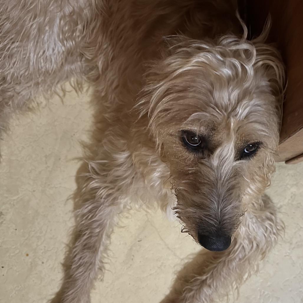 Enlarge Rocco, a Adoptable mixed breed in Galesburg, IL image 4/5