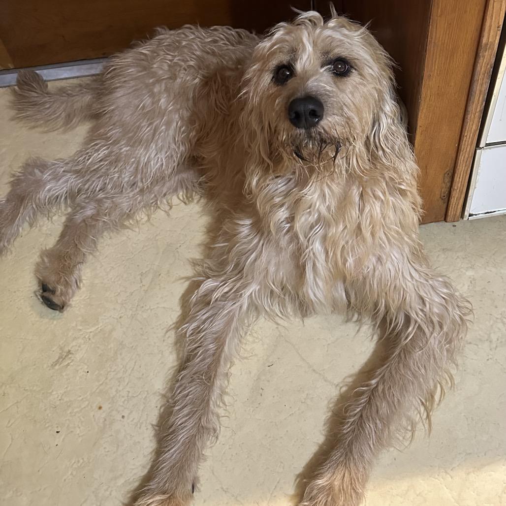 Enlarge Rocco, a Adoptable mixed breed in Galesburg, IL image 5/5