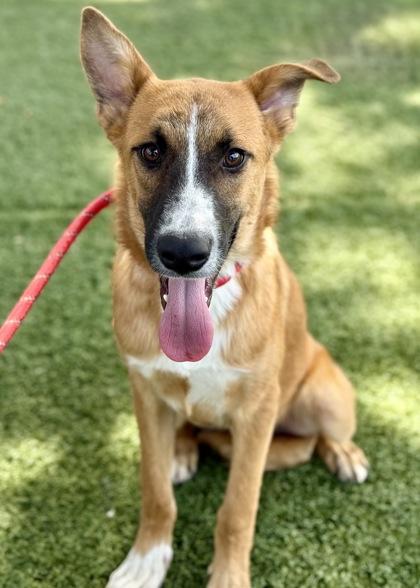 Woody, Adoptable, Young Male German Shepherd Dog.