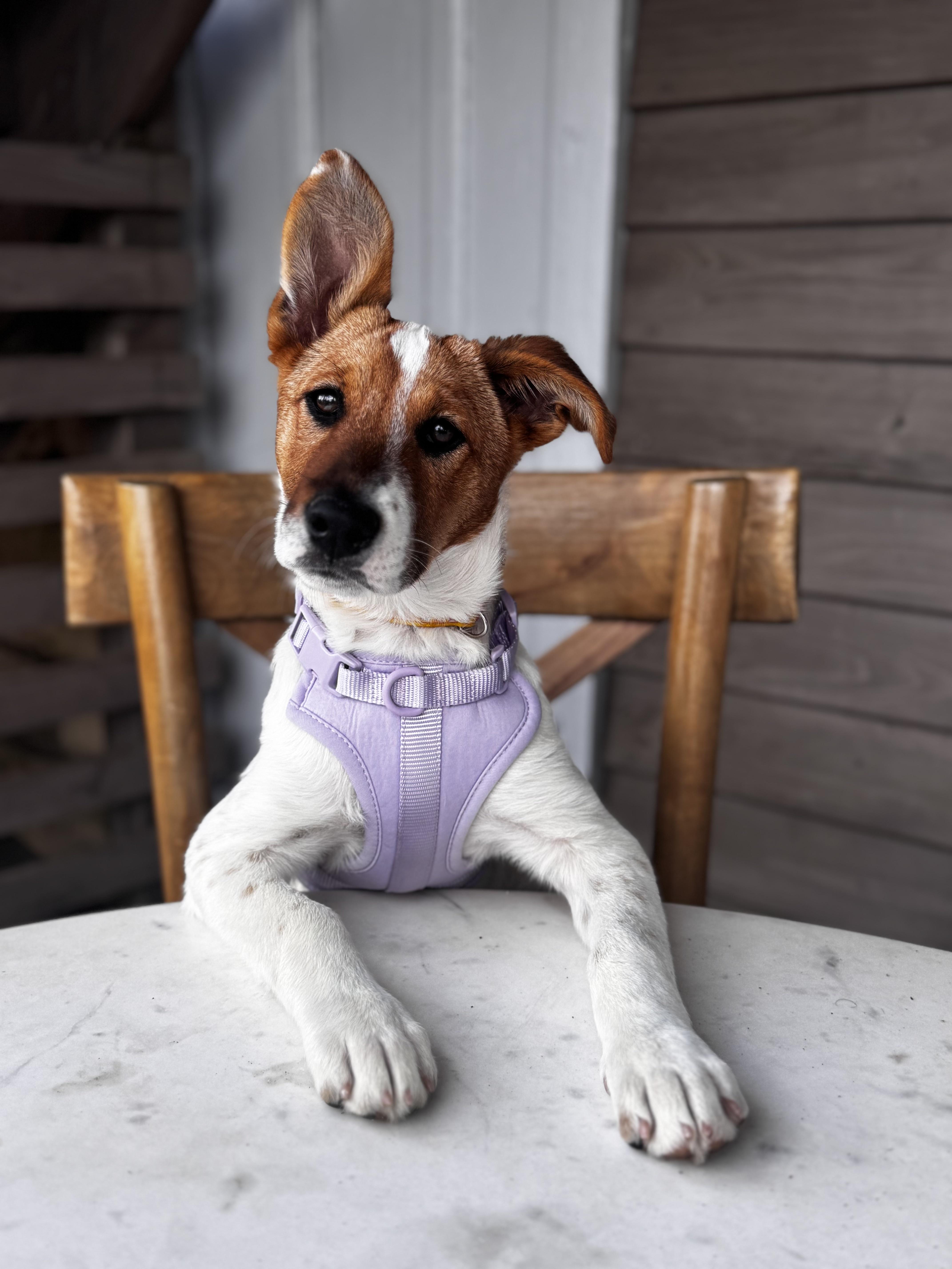Enlarge Holly, a Adoptable mixed breed in Eau Claire, WI image 3/6
