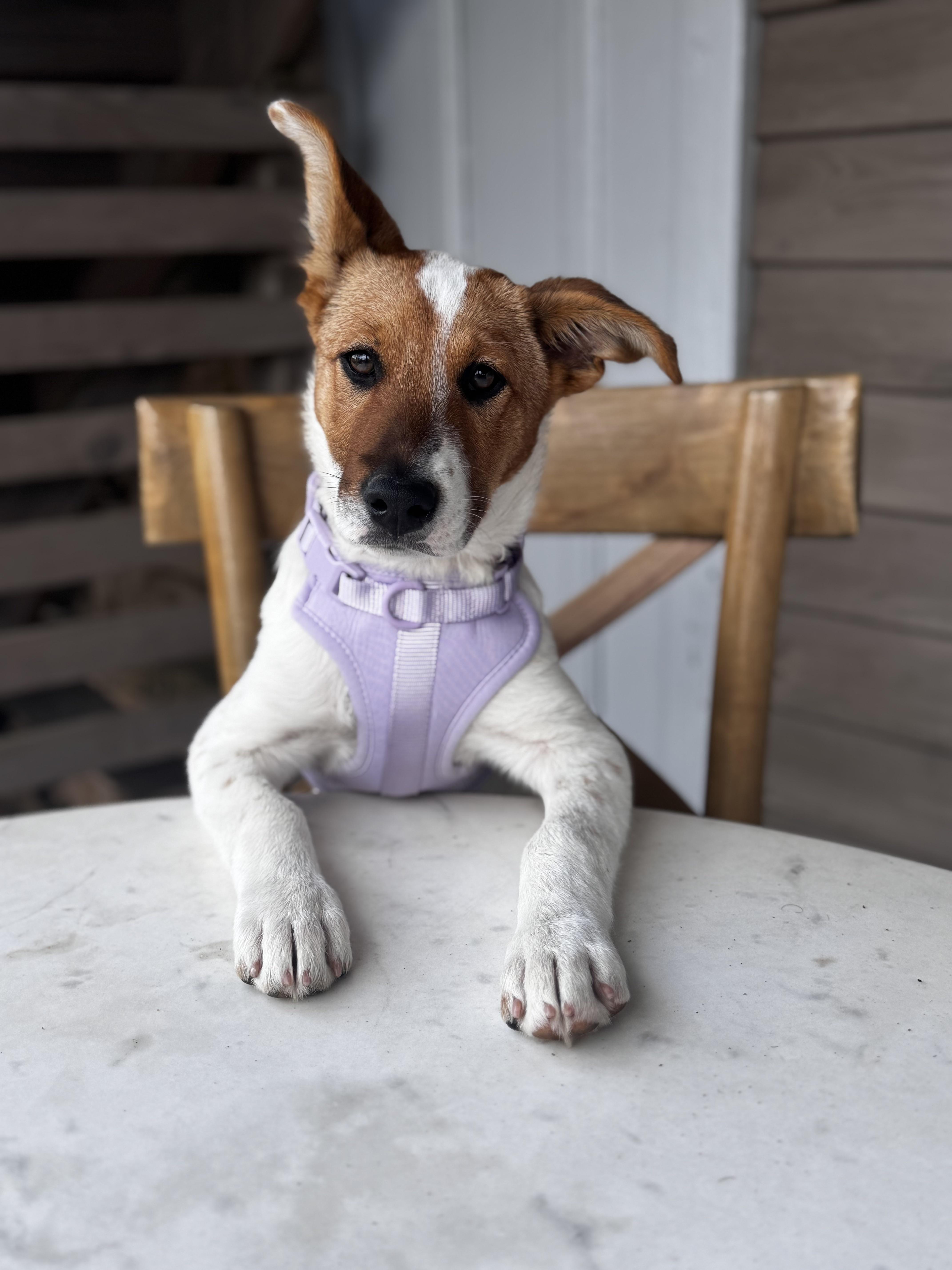 Enlarge Holly, a Adoptable mixed breed in Eau Claire, WI image 2/6