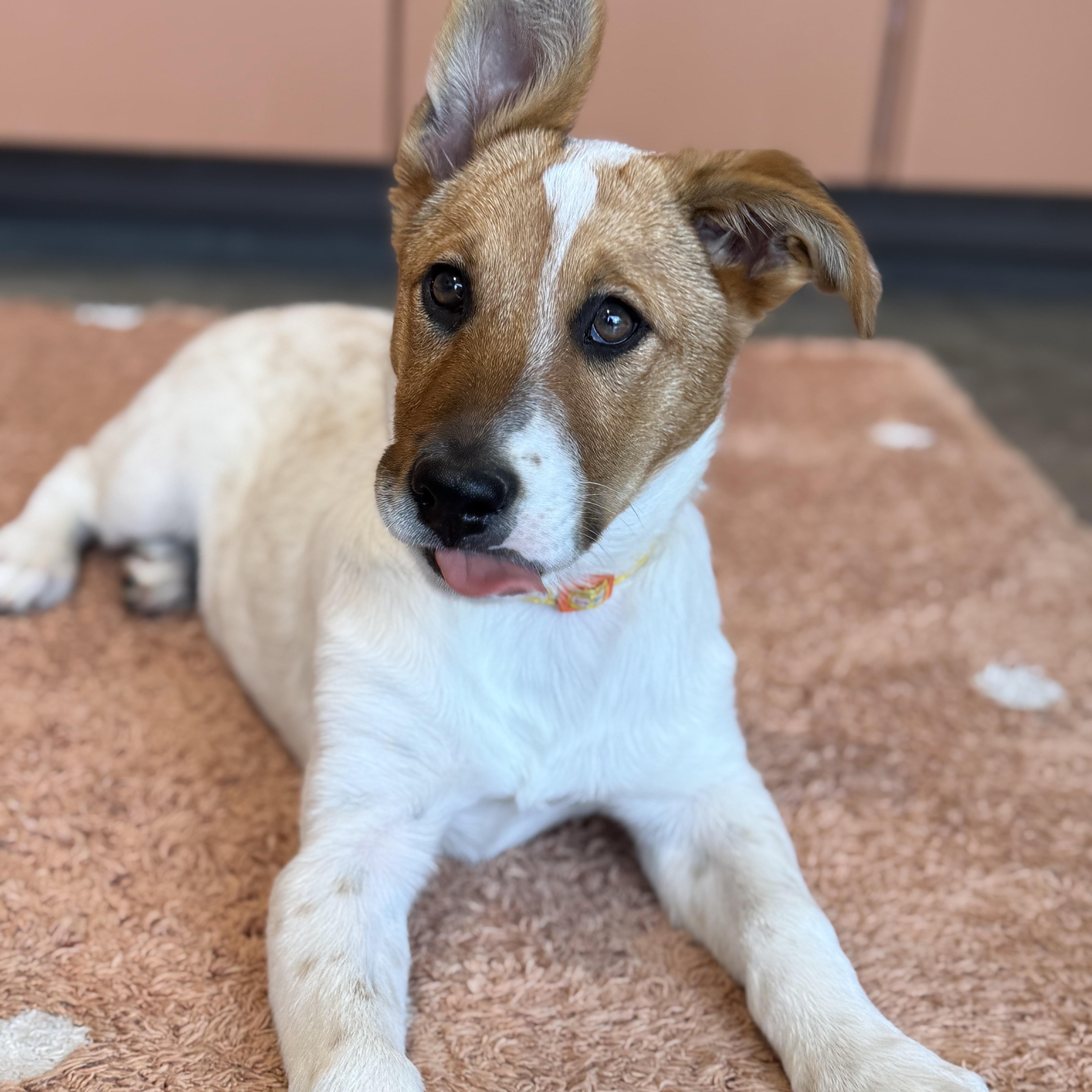 Enlarge Holly, a Adoptable mixed breed in Eau Claire, WI image 5/6