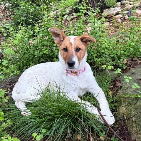Enlarge Holly, a Adoptable mixed breed in Eau Claire, WI image 4/6