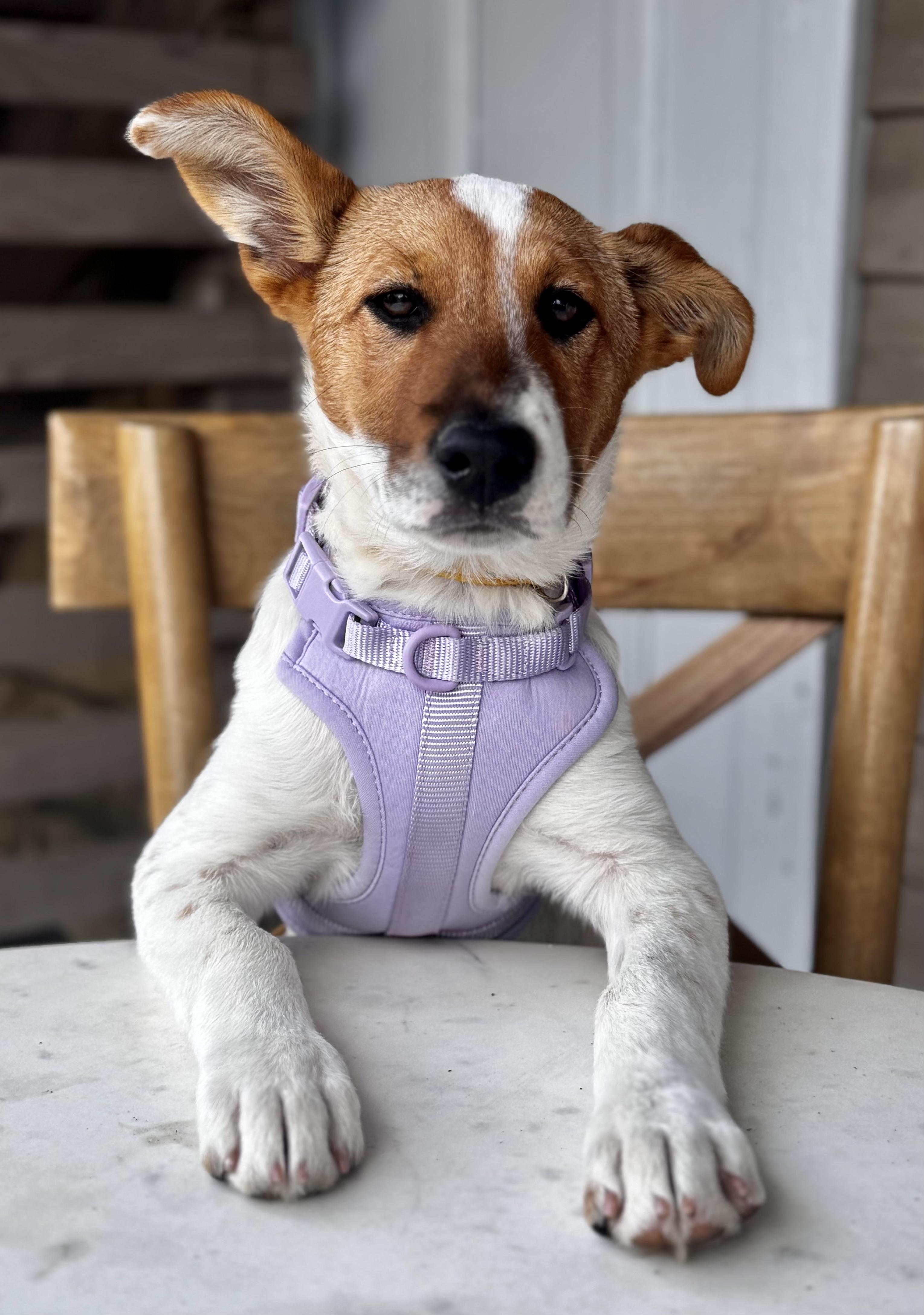 Enlarge Holly, a Adoptable mixed breed in Eau Claire, WI image 1/6