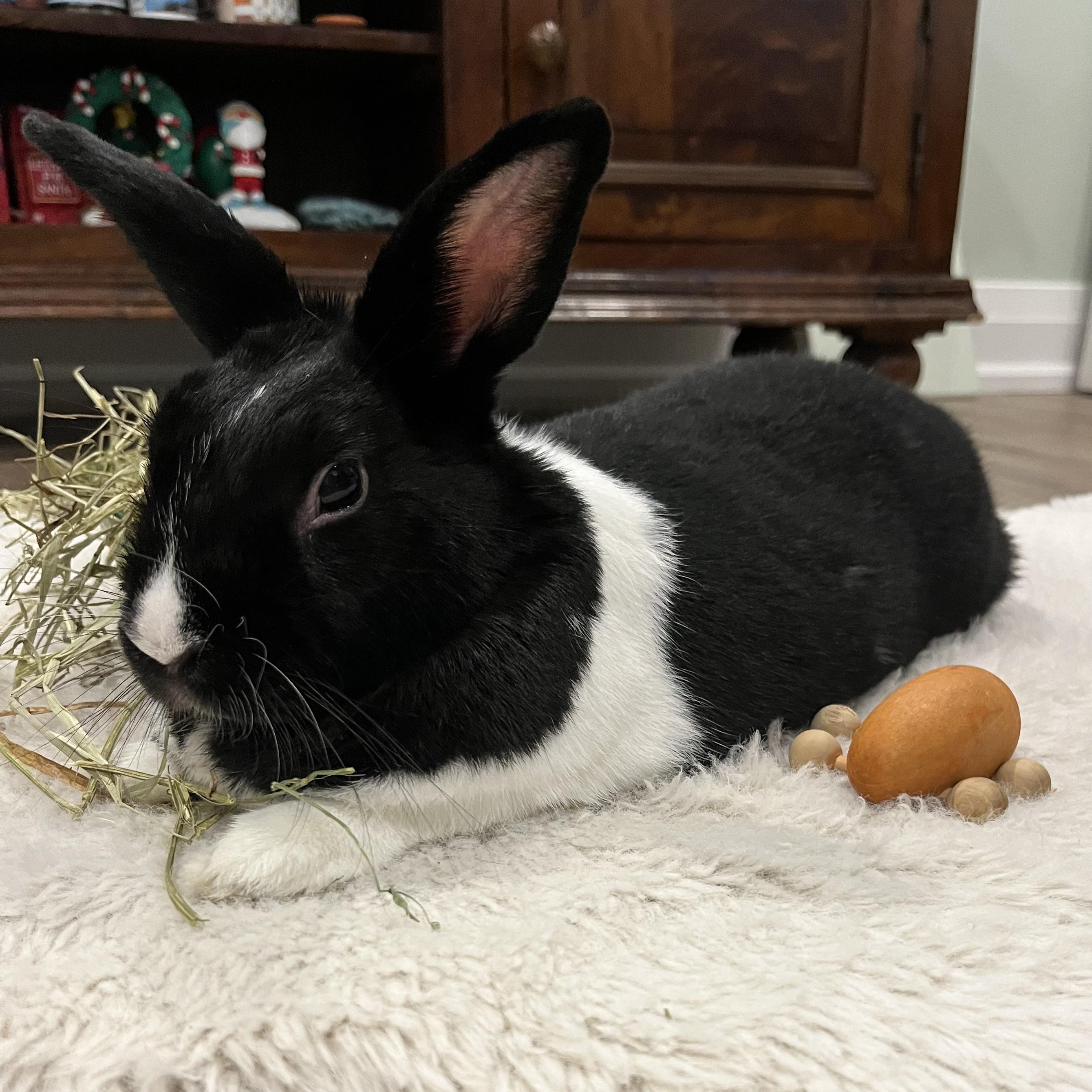 Maggie, an adopted Bunny Rabbit in Cambridge, ON image 5/6