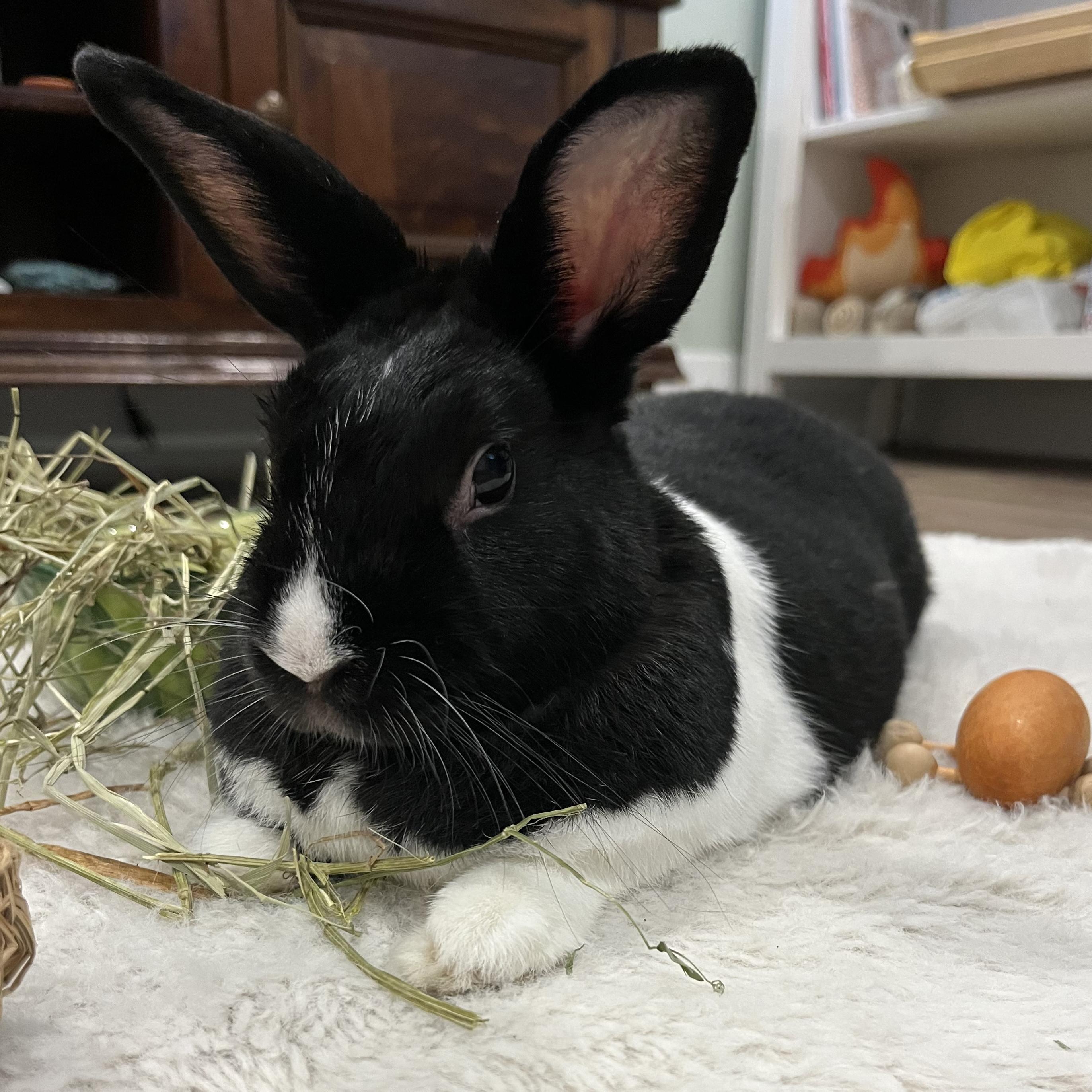 Maggie, an adopted Bunny Rabbit in Cambridge, ON image 3/6