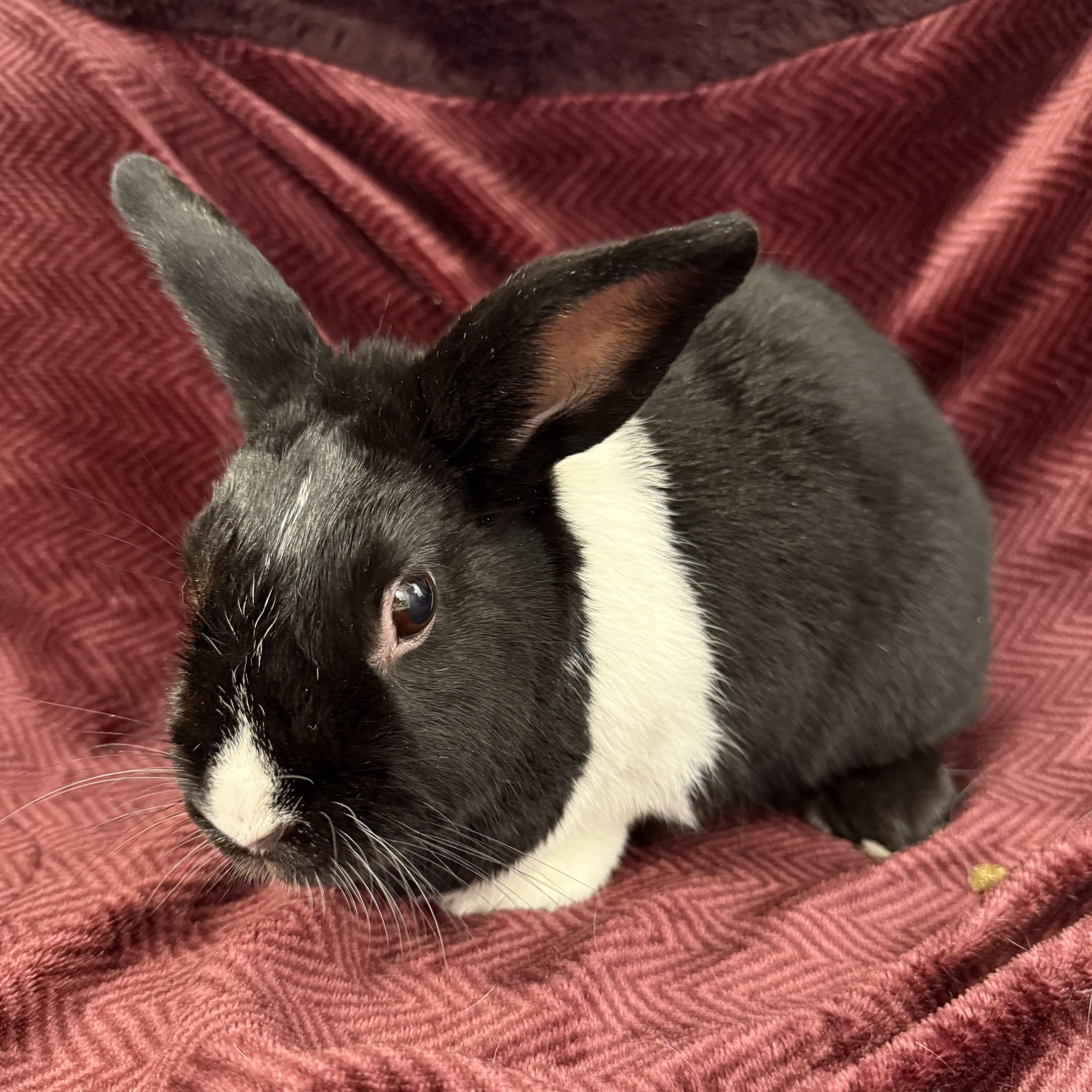 Maggie, an adopted Bunny Rabbit in Cambridge, ON image 1/6