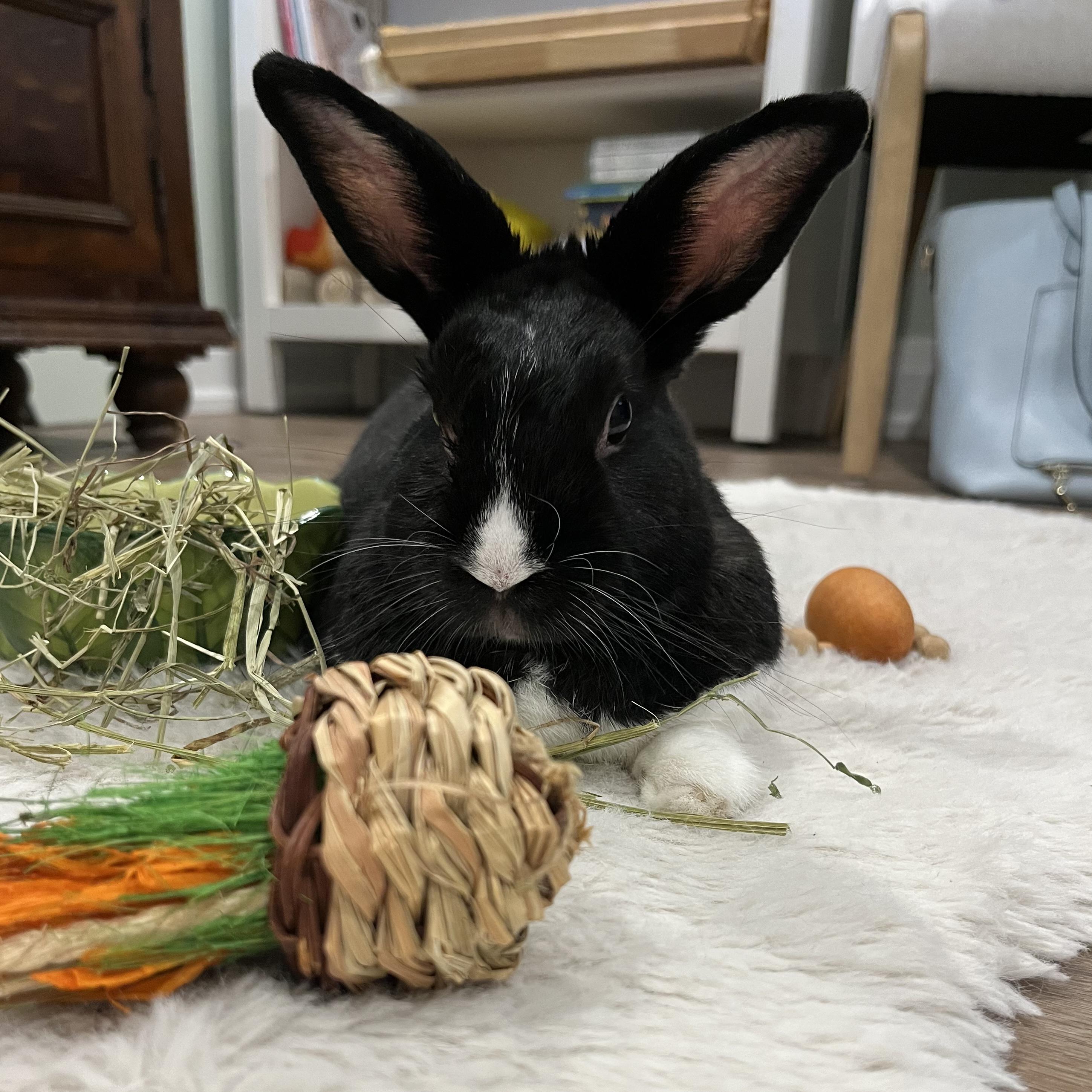 Maggie, an adopted Bunny Rabbit in Cambridge, ON image 2/6