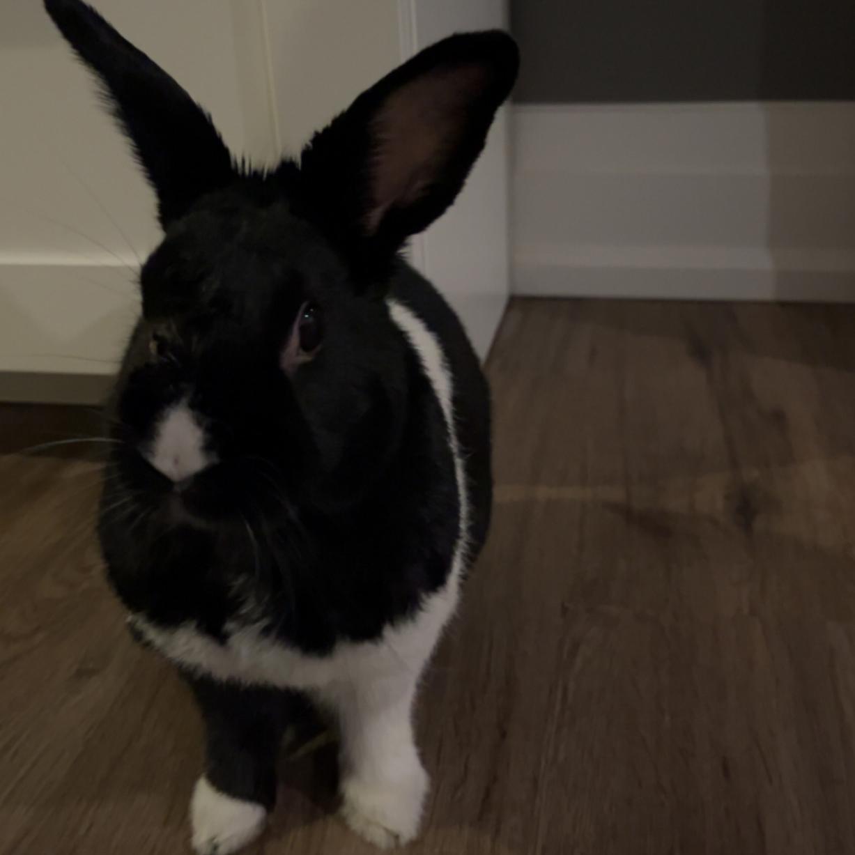 Maggie, an adopted Bunny Rabbit in Cambridge, ON image 6/6