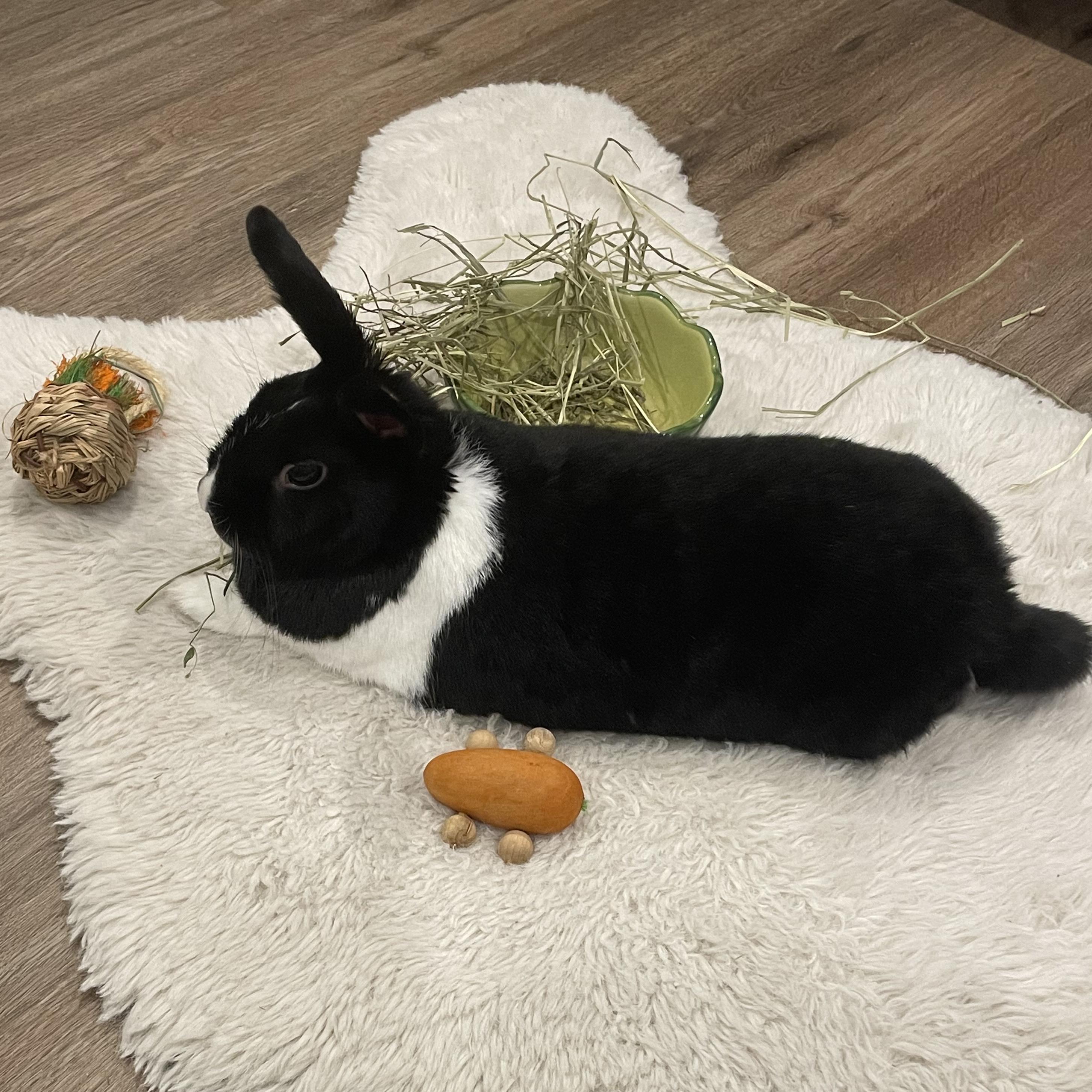 Maggie, an adopted Bunny Rabbit in Cambridge, ON image 4/6