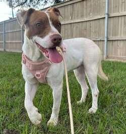 Nannie, a ADOPTABLE mixed breed in Sudbury, MA image 1/2