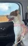 Nannie, a ADOPTABLE mixed breed in Sudbury, MA image 2/2