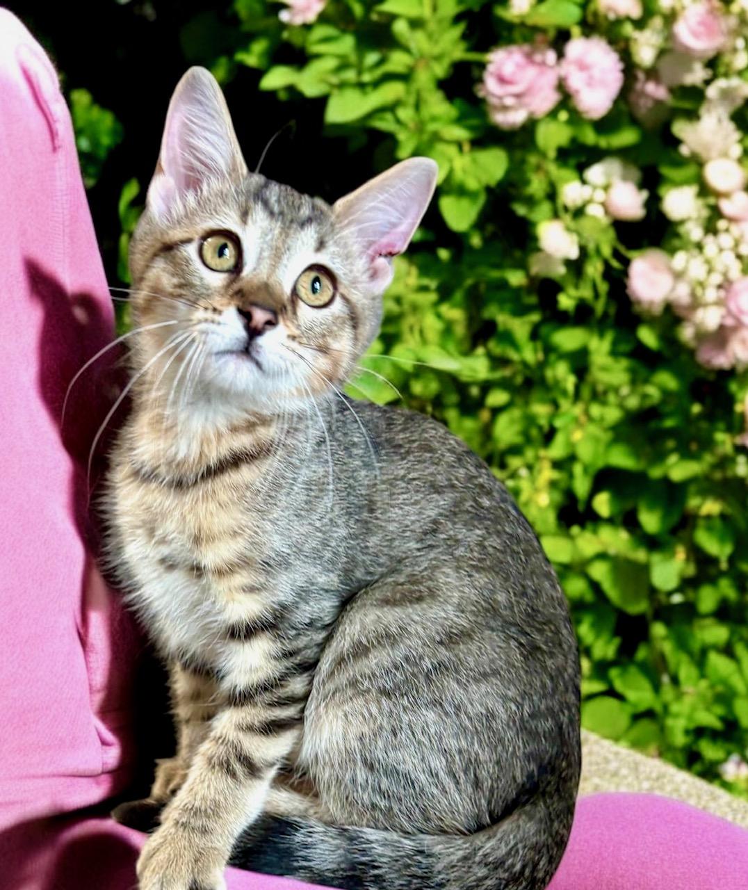 Cornelius - KITTEN