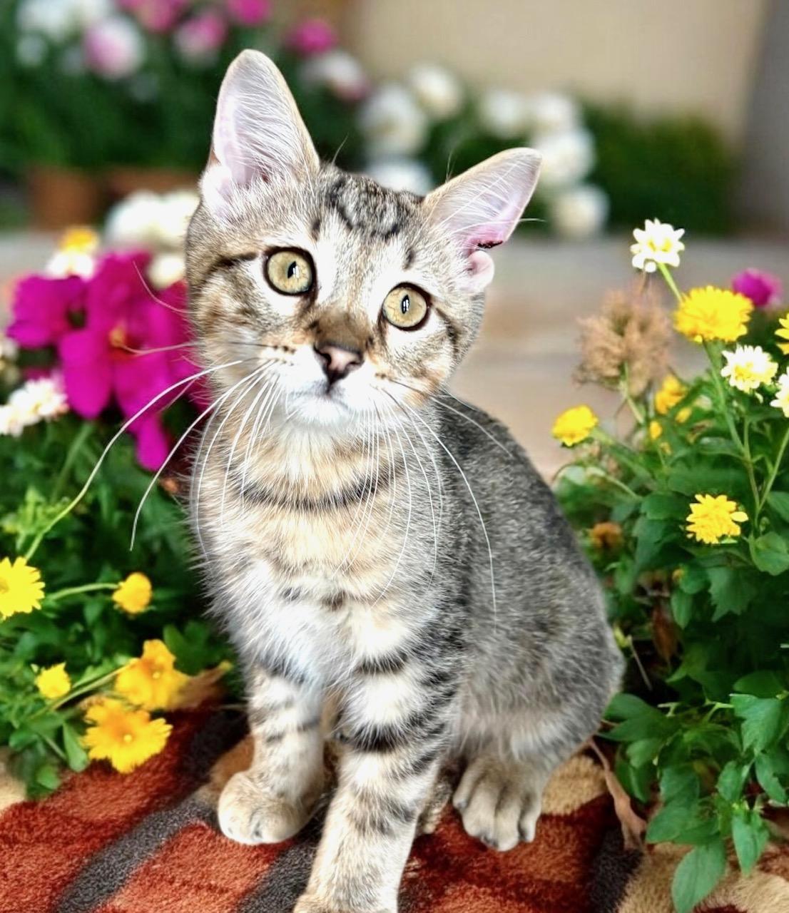 Cornelius - KITTEN