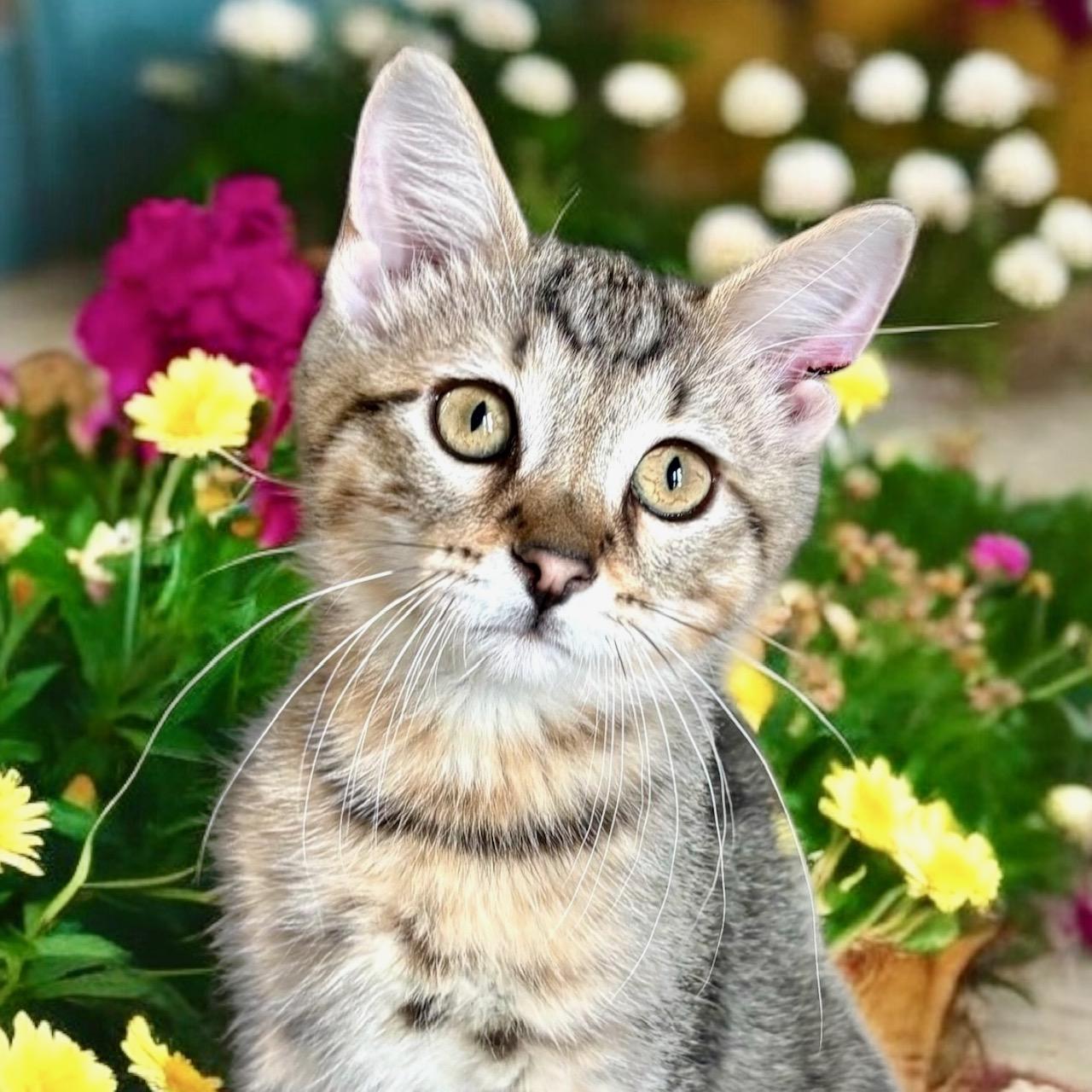 Cornelius - KITTEN