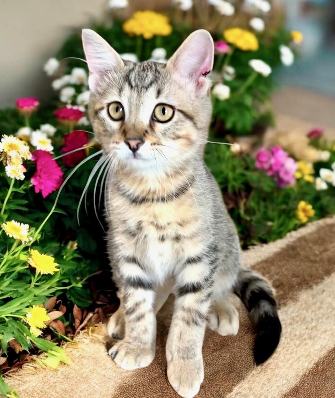 Cornelius - KITTEN