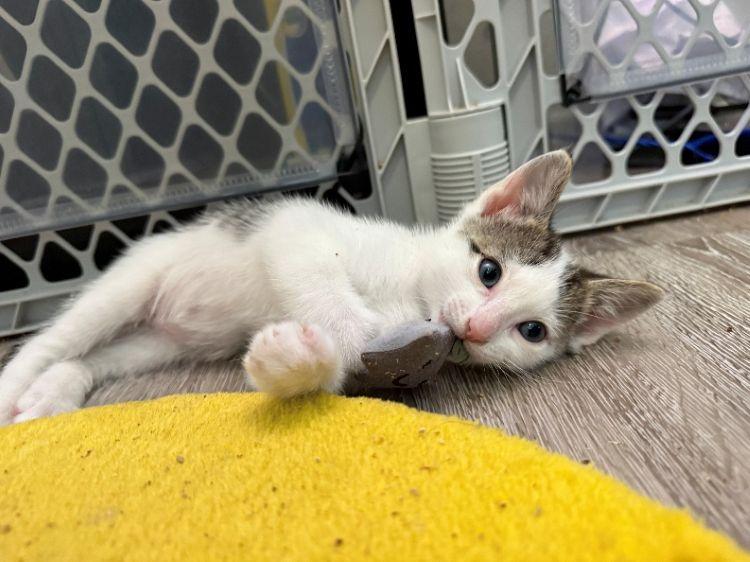 Will, ADOPTABLE, Kitten Male American Shorthair & Domestic Short Hair.