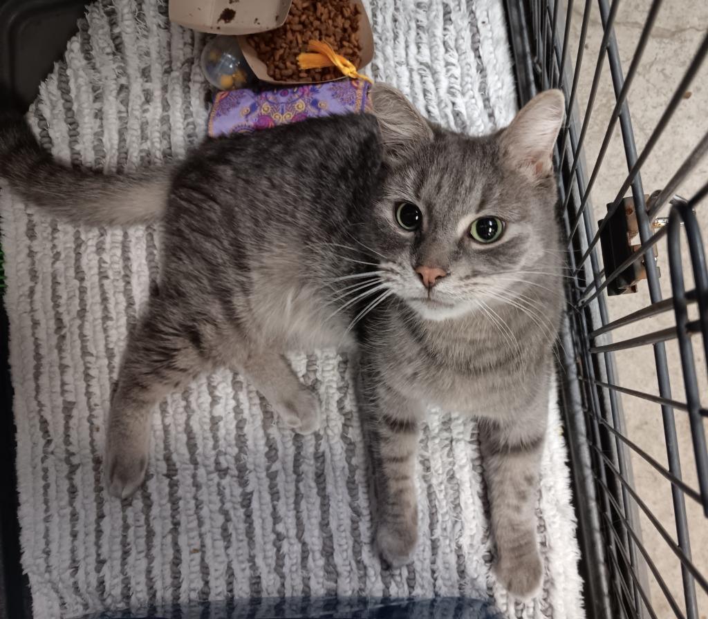 Archie, Adoptable, Adult Male Domestic Short Hair.