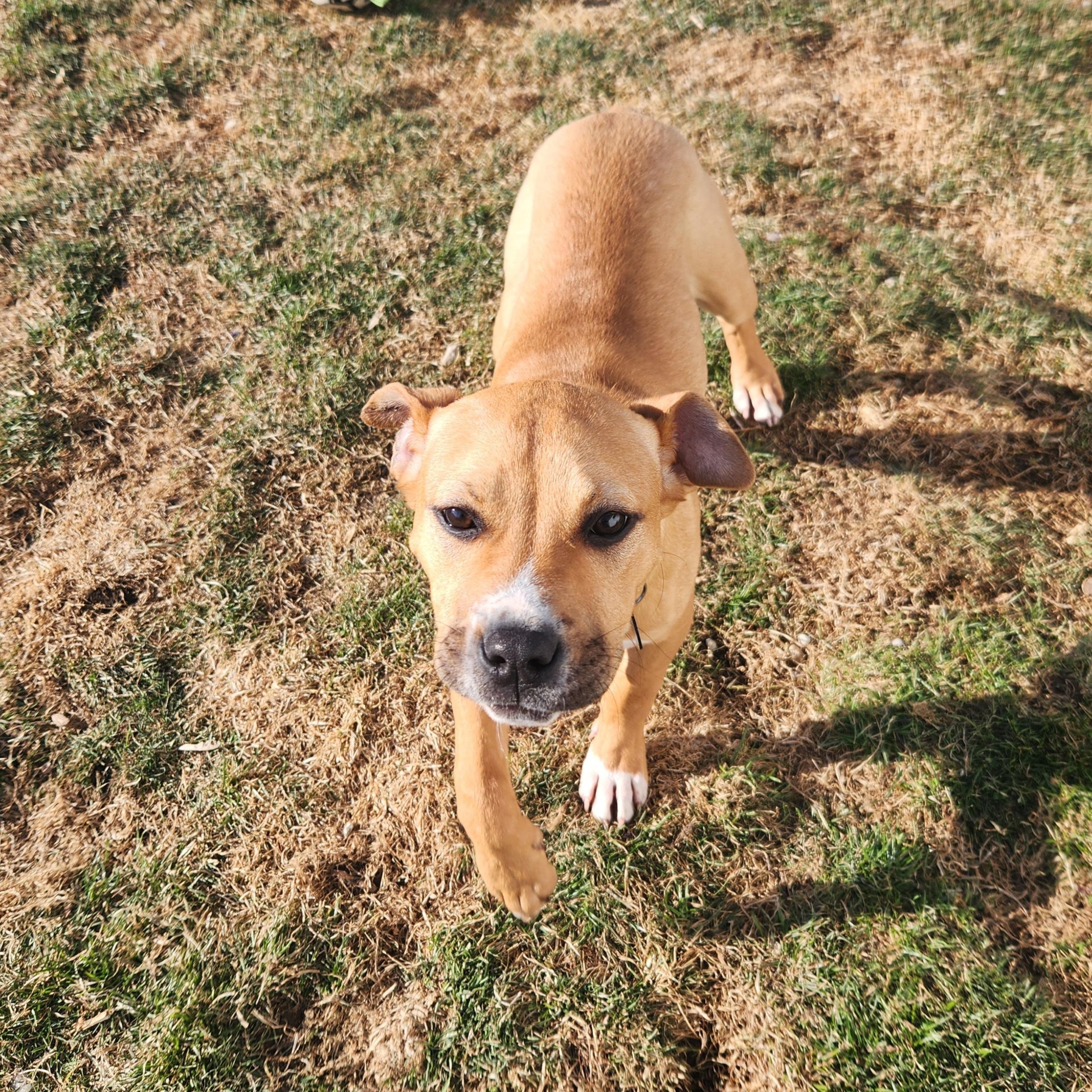 (Chevy) Chevelle, a ADOPTABLE mixed breed in Livonia, MI image 2/5