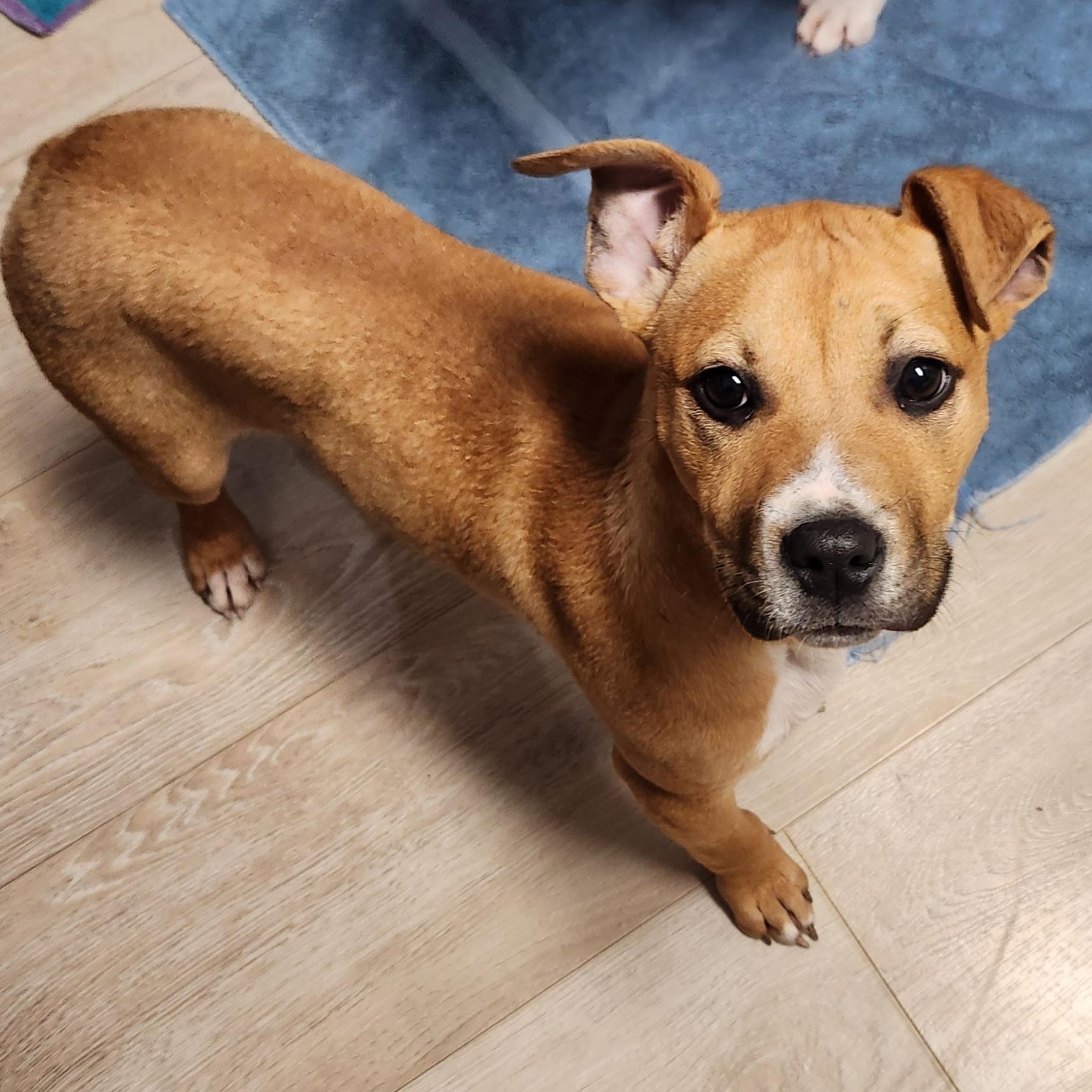 (Chevy) Chevelle, a ADOPTABLE mixed breed in Livonia, MI image 3/5