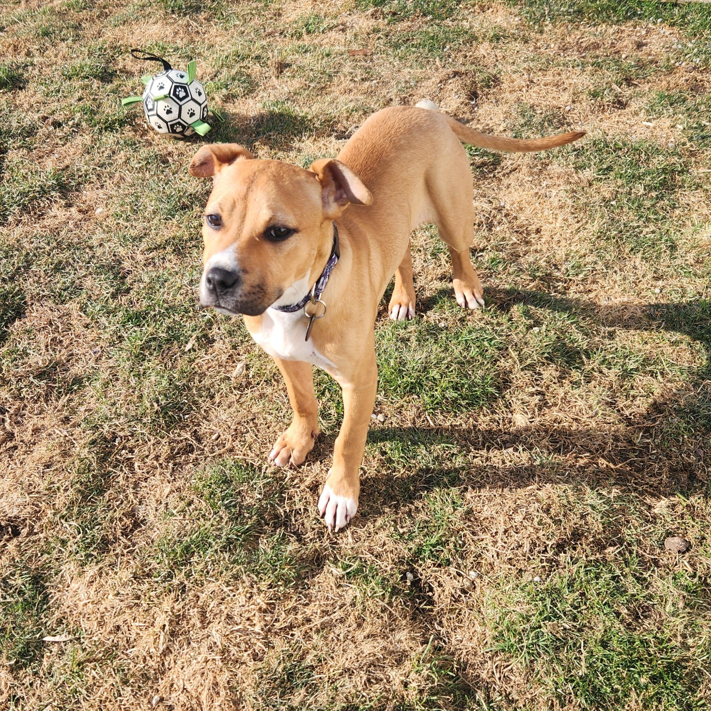 (Chevy) Chevelle, a ADOPTABLE mixed breed in Livonia, MI image 4/5