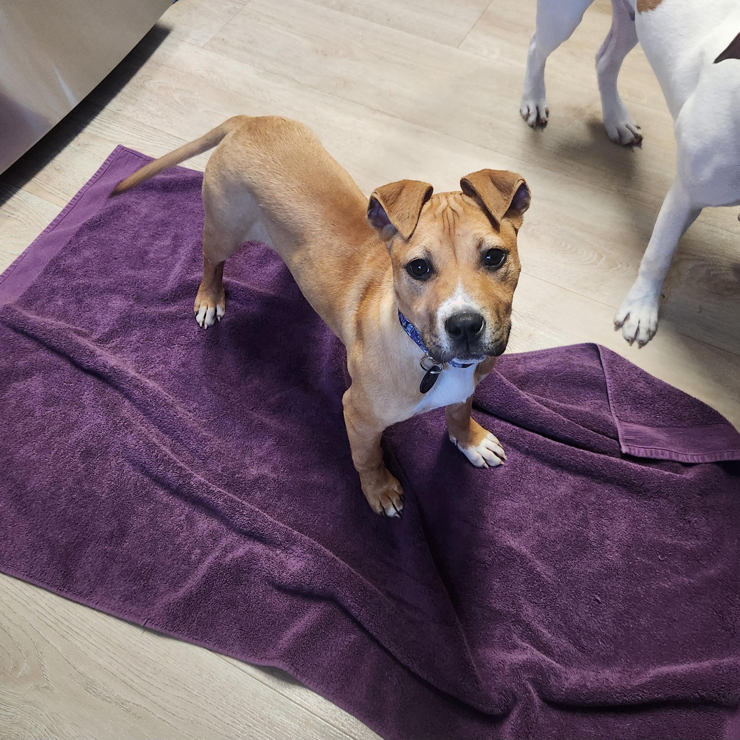 (Chevy) Chevelle, ADOPTABLE, Young Female Pit Bull Terrier.