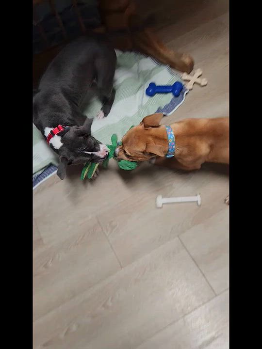 Enlarge (Chevy) Chevelle, a ADOPTABLE mixed breed in Livonia, MI video 5/5