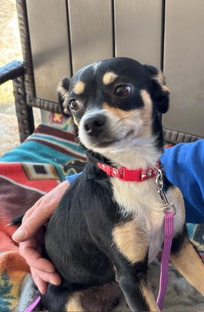 Enlarge Laverne, a ADOPTABLE mixed breed in Benbrook, TX image 1/1