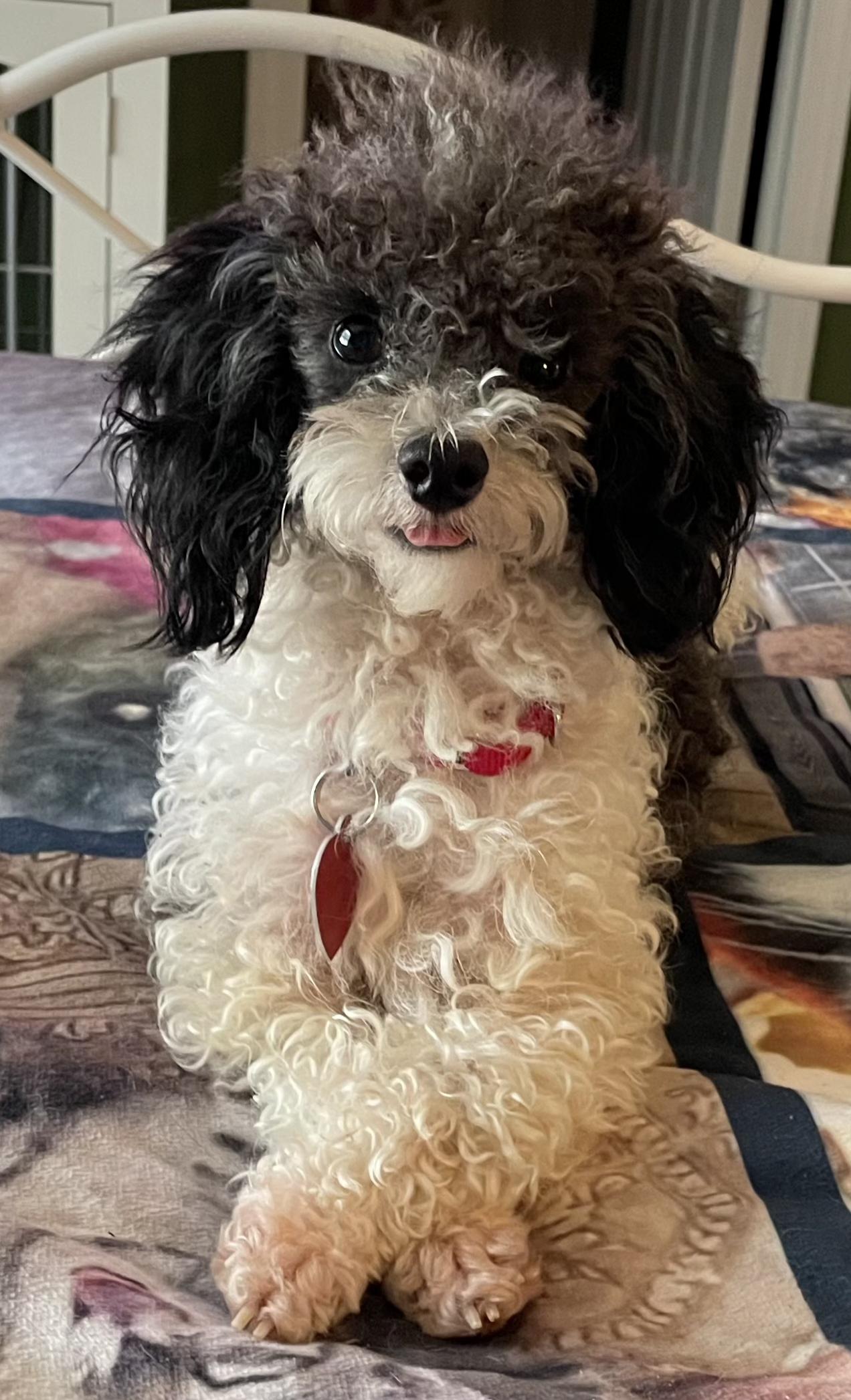 Jules, Adopted, Adult Male Poodle (Toy).