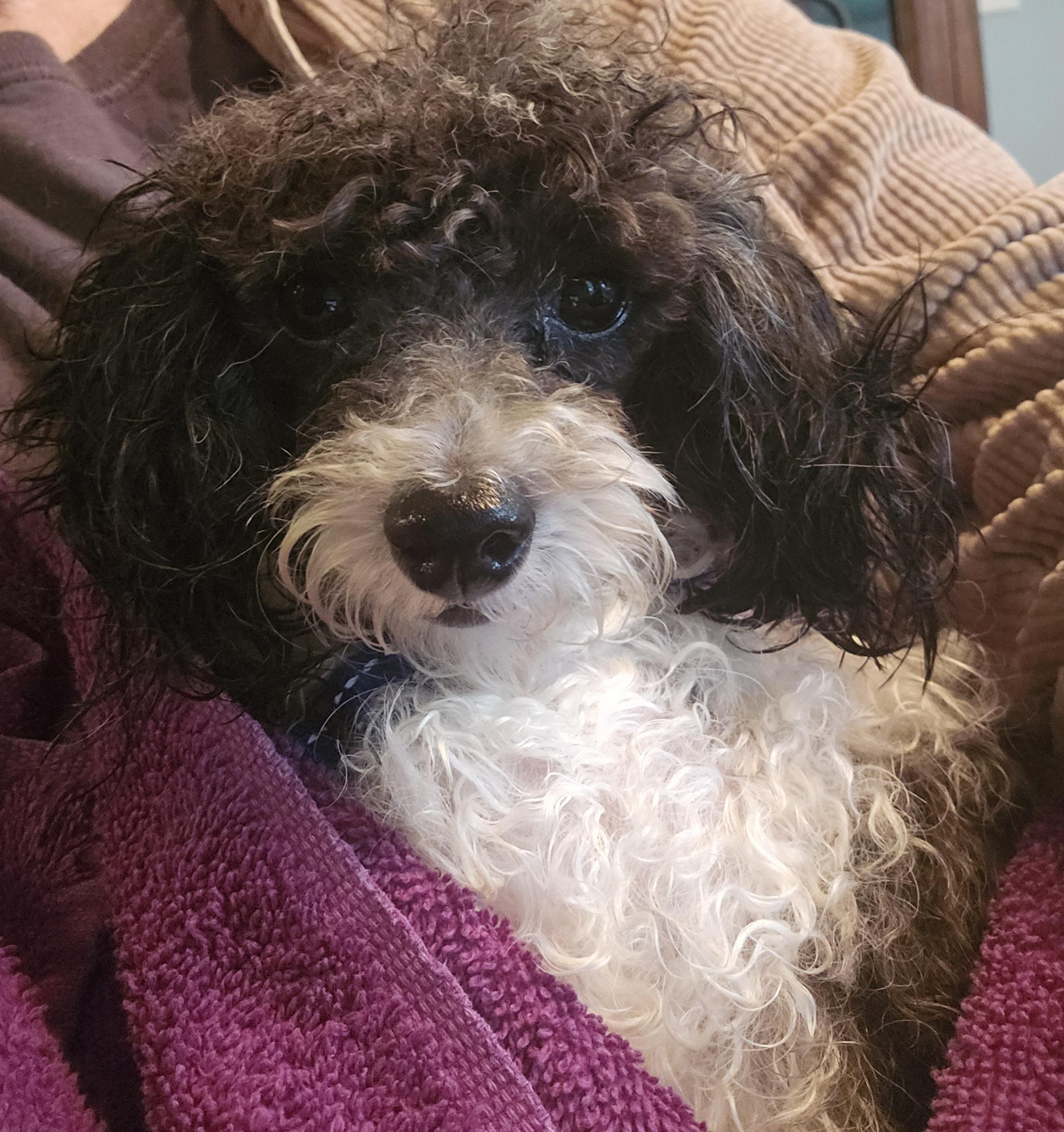 Jules, Adopted, Adult Male Poodle (Toy).