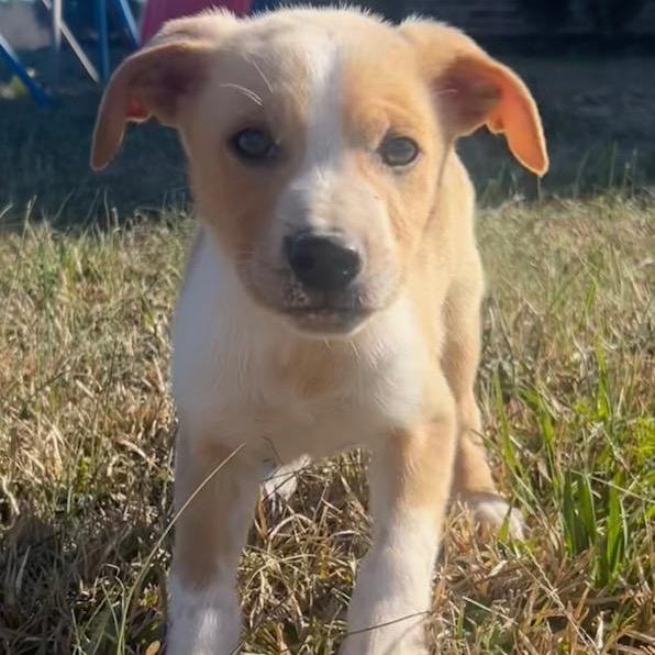 Enlarge Foley, a Adoptable mixed breed in Hamilton , NJ image 1/1