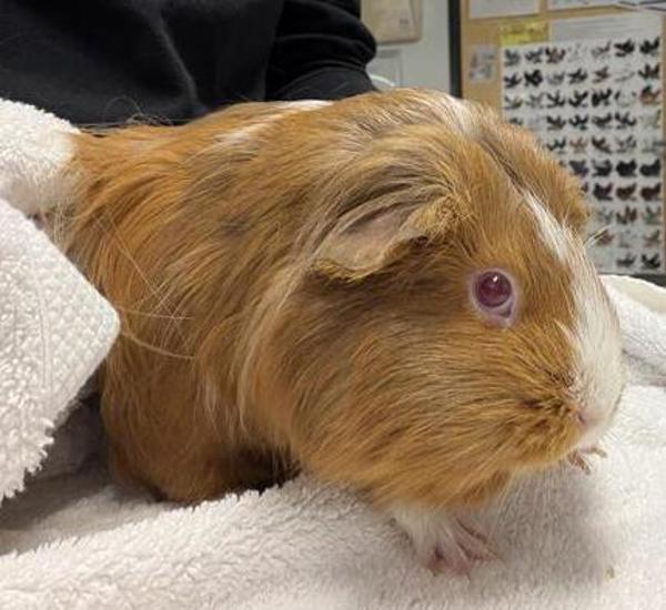 Enlarge Frannie, a Adoptable mixed breed in Escondido, CA image 2/2