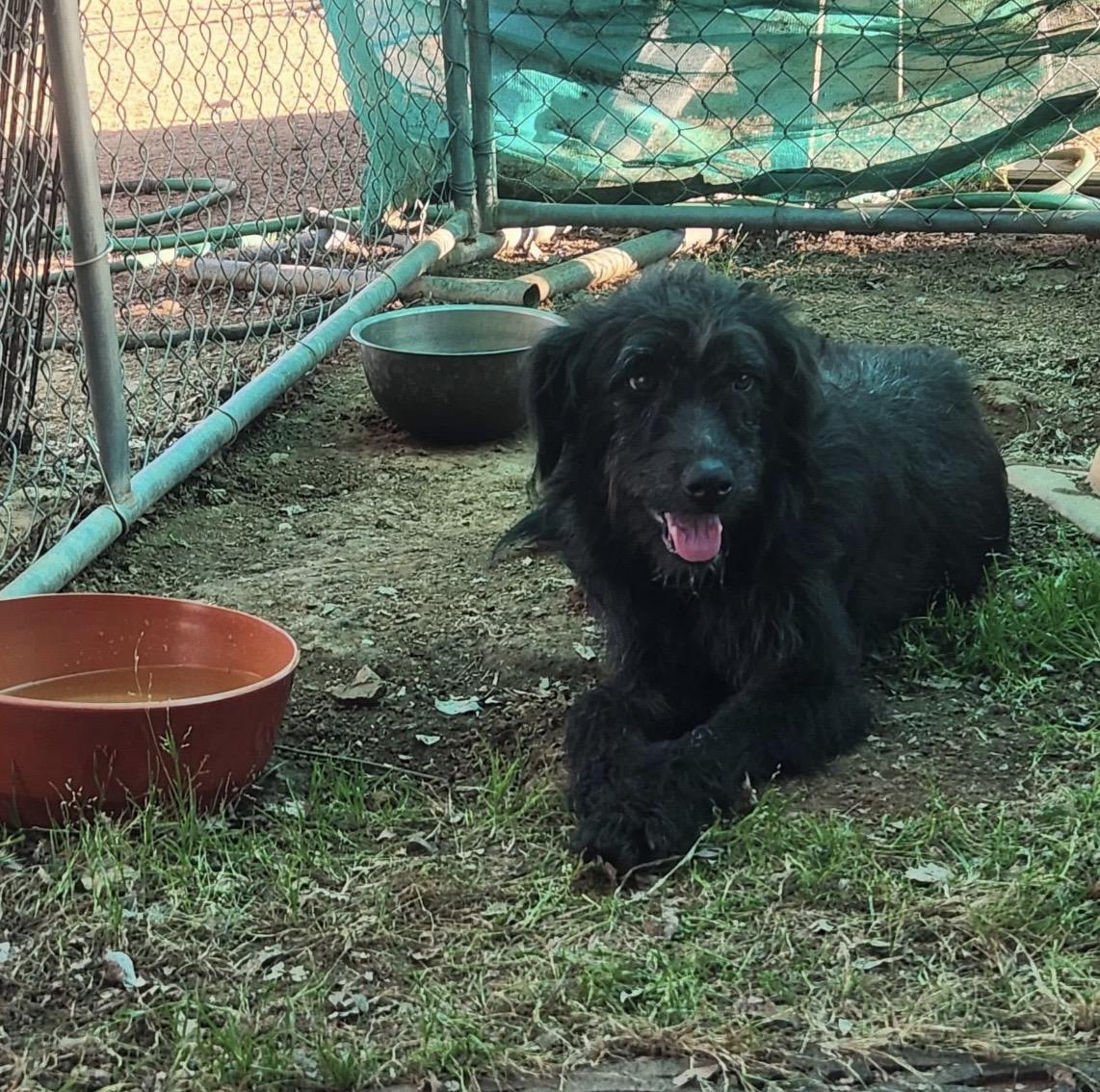 Enlarge Matilda 0126, a Adoptable mixed breed in Sonora, CA image 2/2