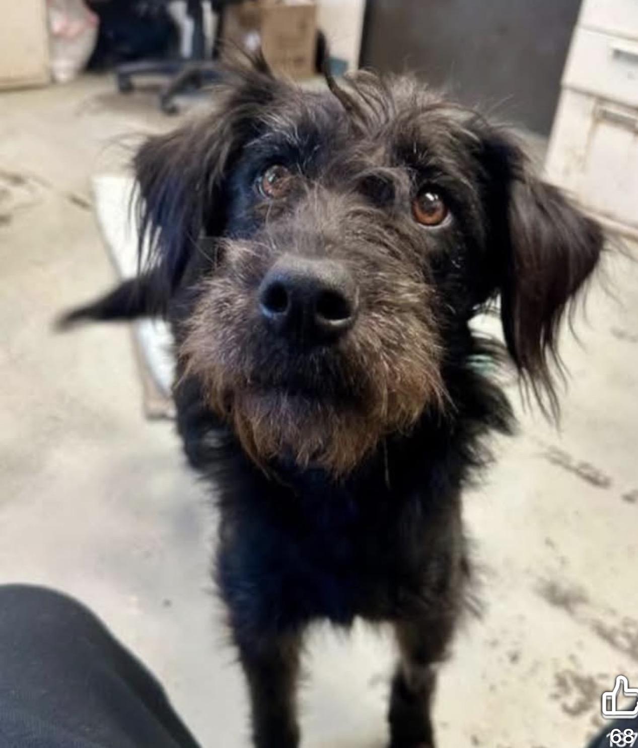 Enlarge Matilda 0126, a Adoptable mixed breed in Sonora, CA image 1/2