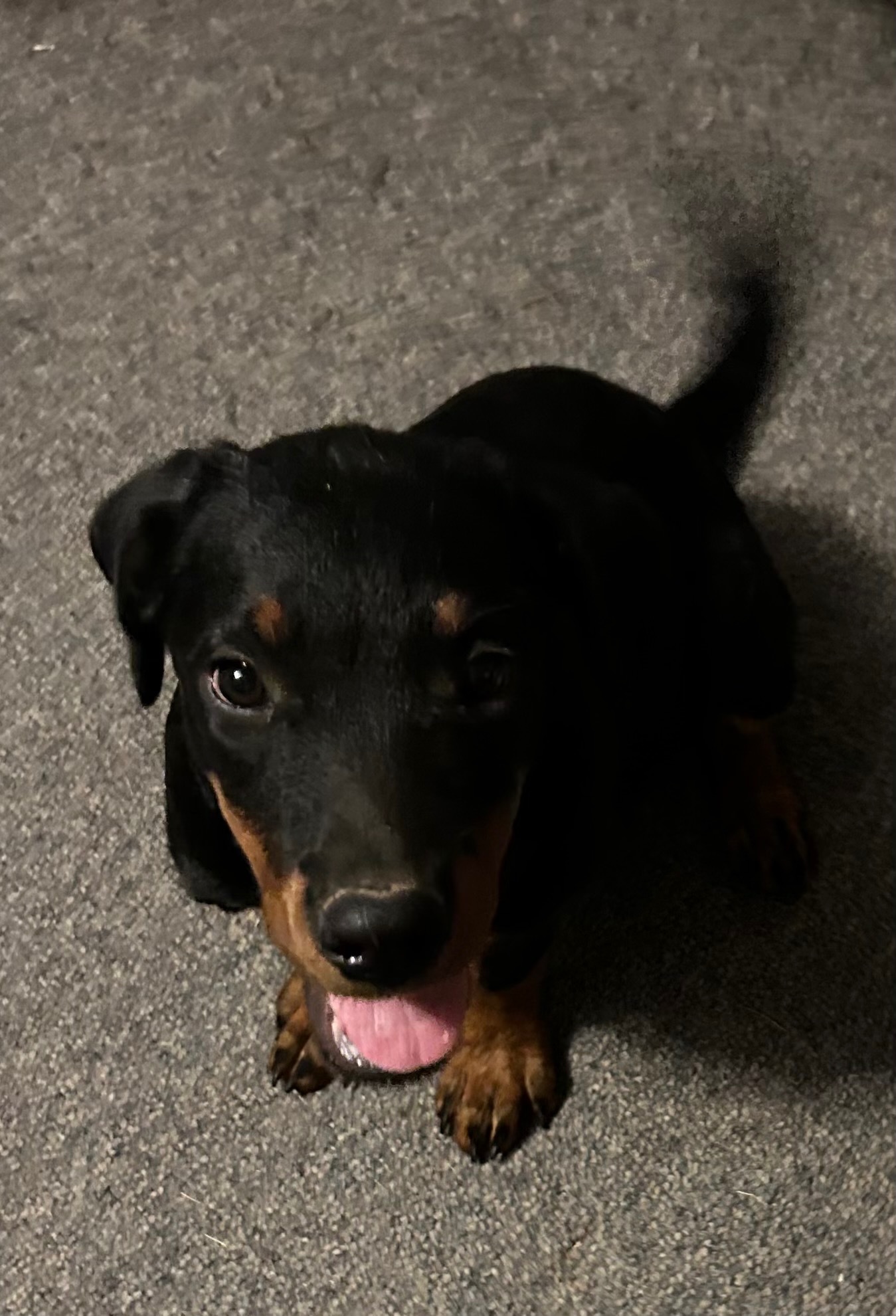 Enlarge Babs, a Adopted Rottweiler in Memphis, TN image 1/10